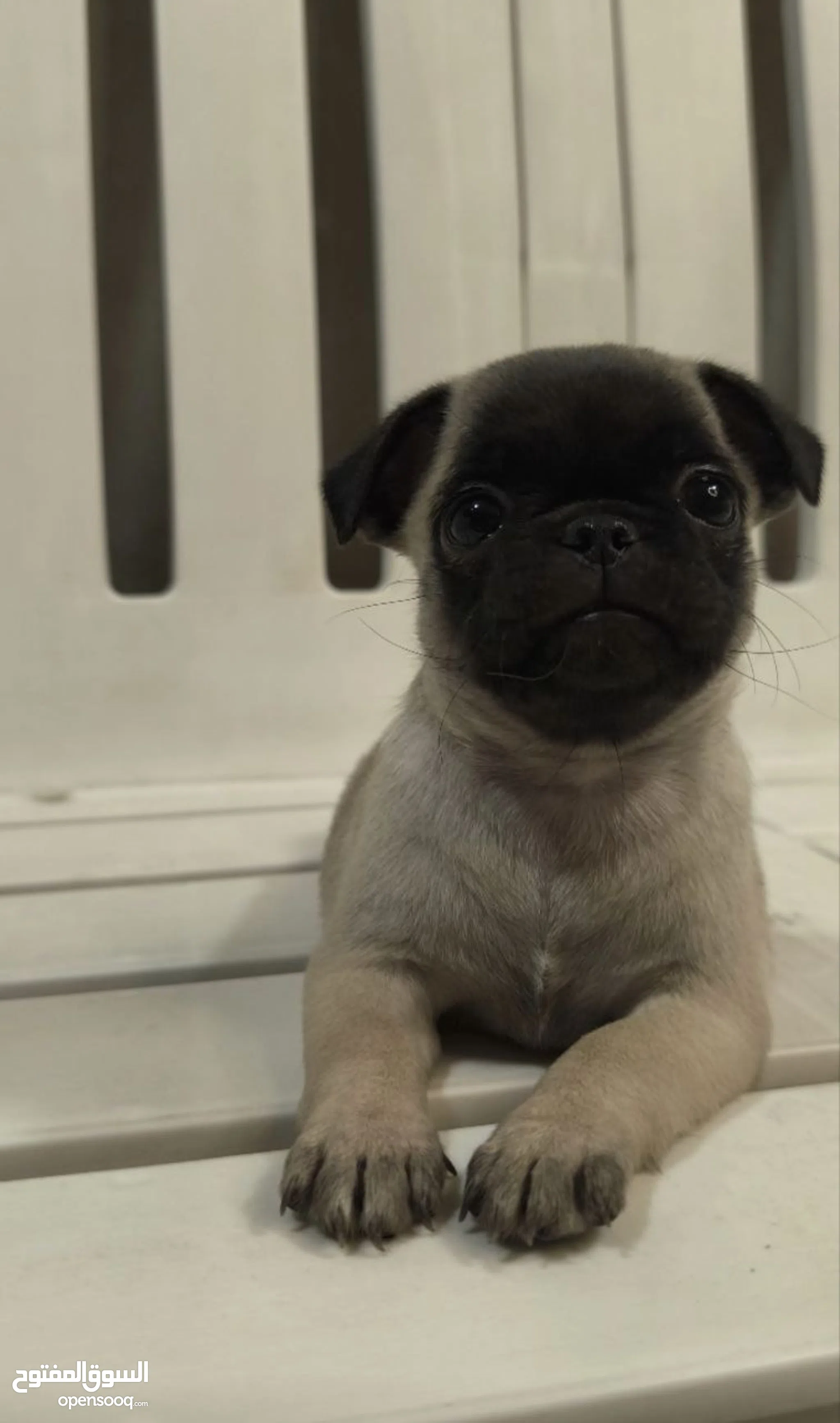 Dogs for Sale Puppies for Adoption in Jordan Buy with Best