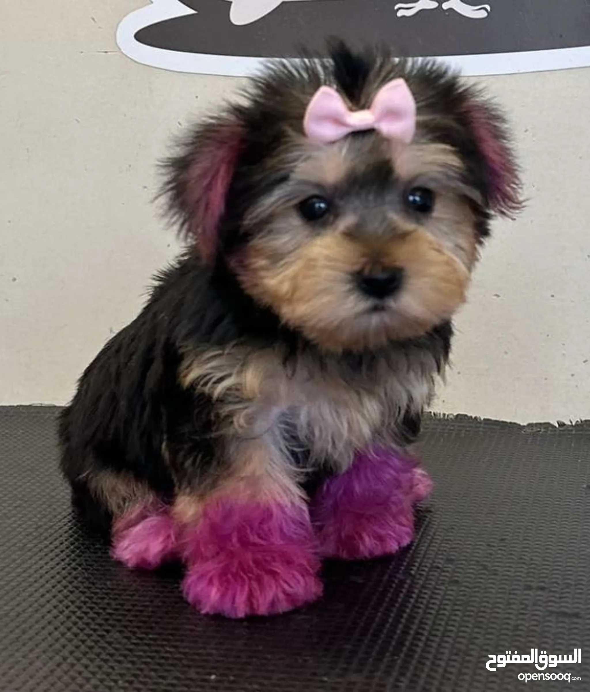Buy yorkie on sale puppies