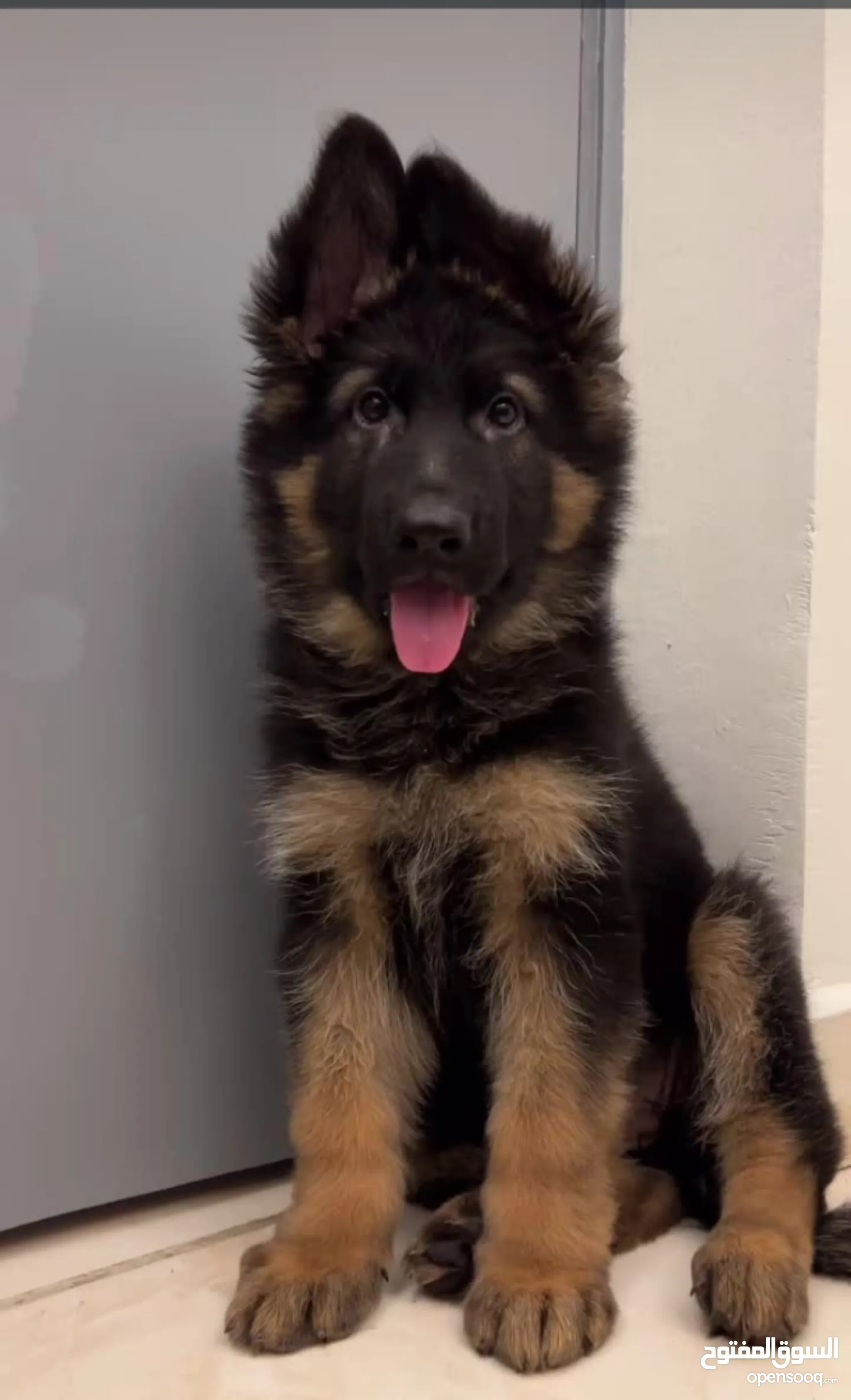 Shepherd Dogs King German Shepherd Puppies For Sale Near Me German