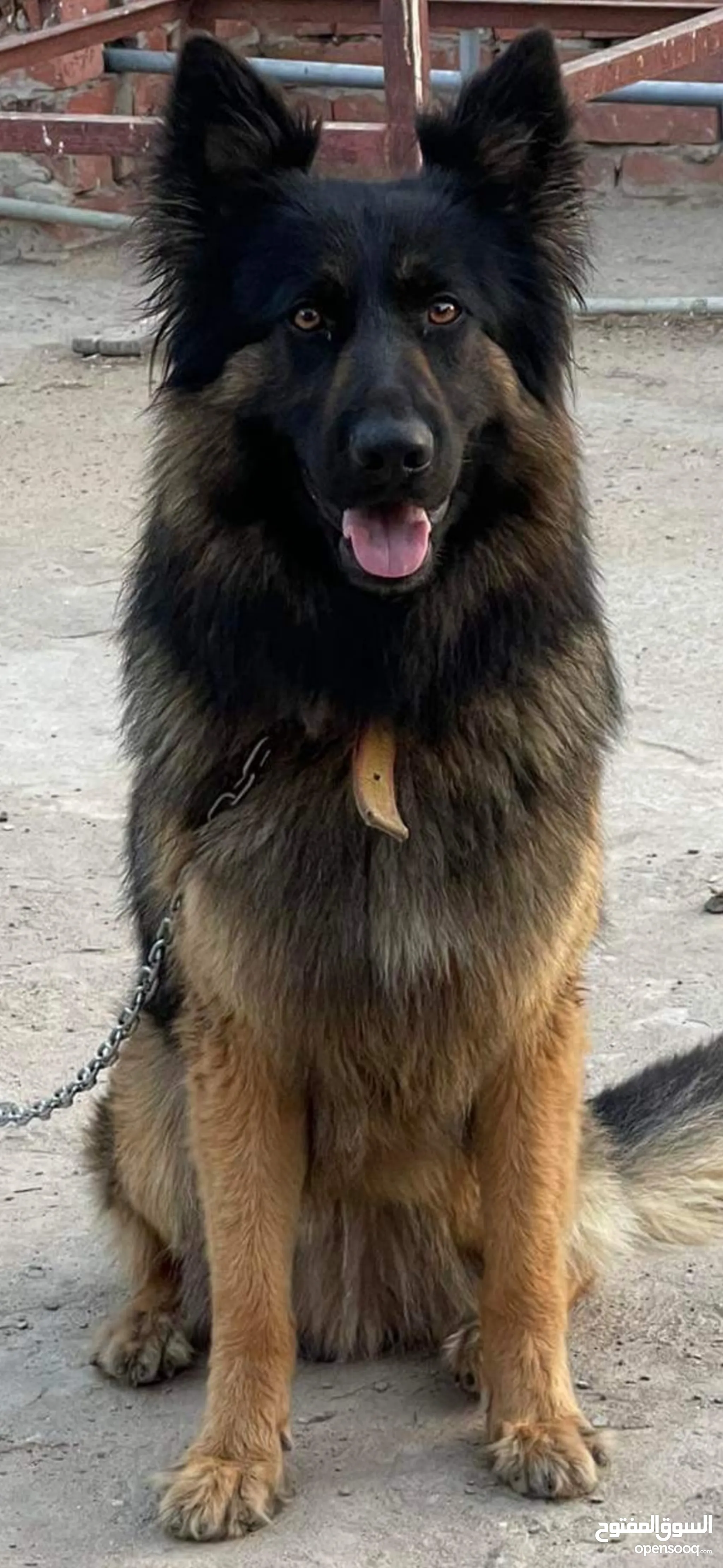 Fluffy German Long Haired Shepherds For Sale German Shepherd