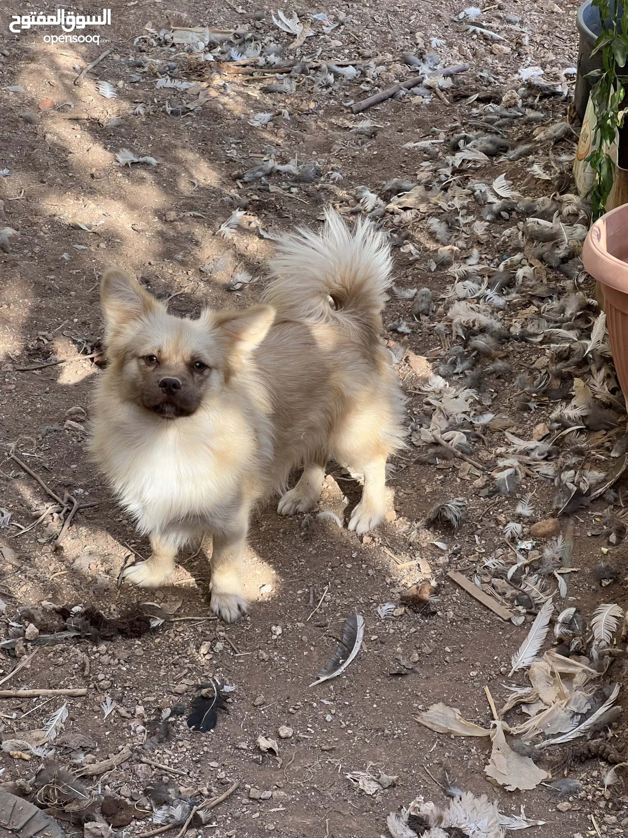 Chihuahua Dogs For Sale Adoption in Jordan: Puppy: Best Prices