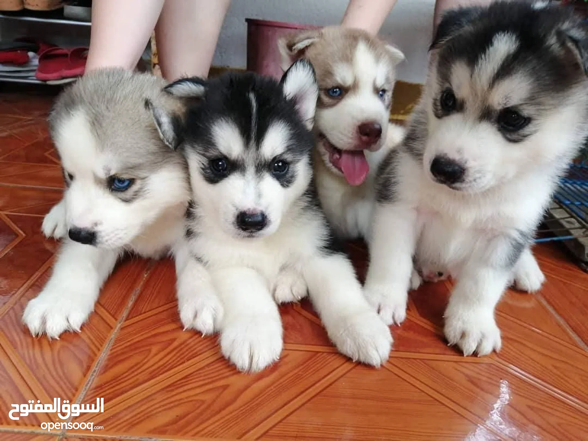 Husky Puppies Husky Red Deer 26+ Thousand Baby Huskies Royalty