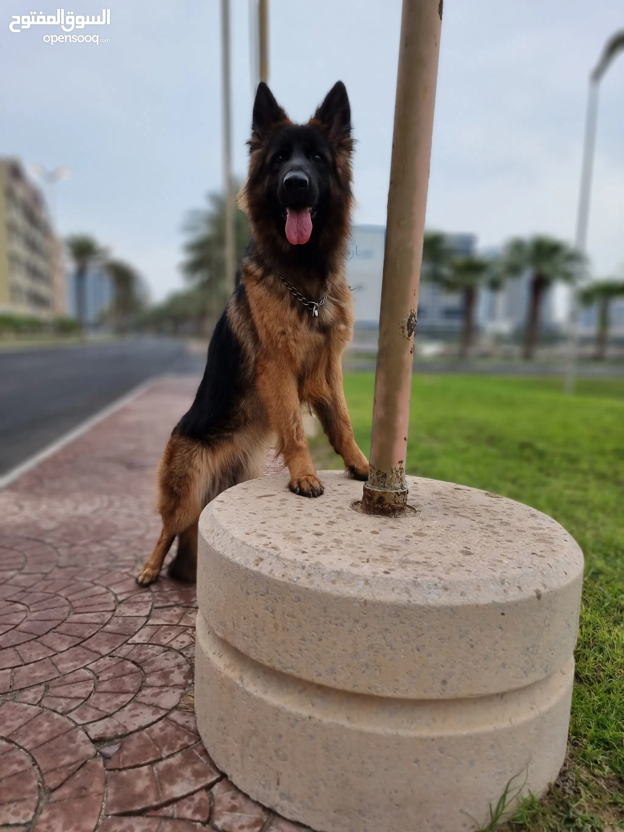 German Shepherd Dogs For Sale Adoption in Bahrain: Puppy: Best