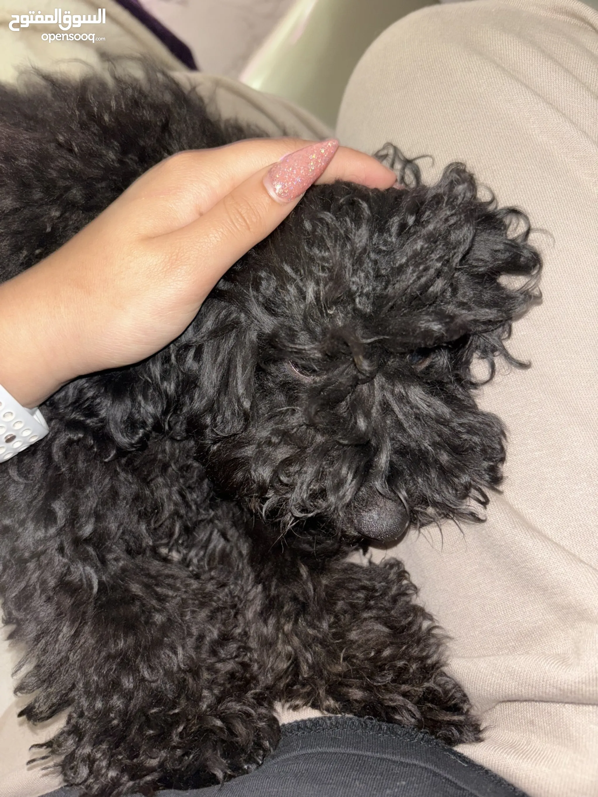 Poodle Dogs For Sale Adoption in Jordan: Puppy: Best Prices