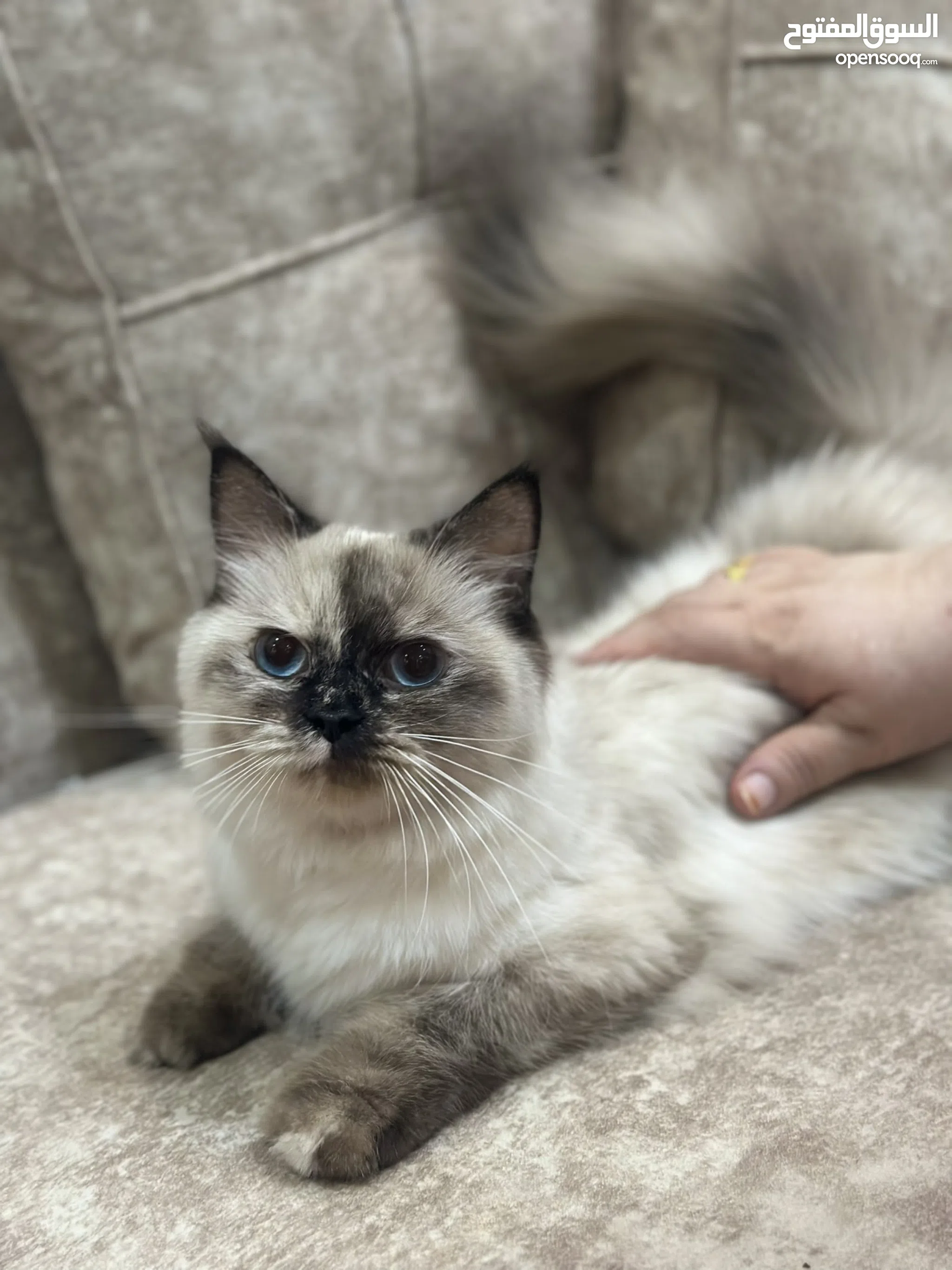 Himalayan Cats For Sale Adoption in Saudi Arabia: Kitten Best
