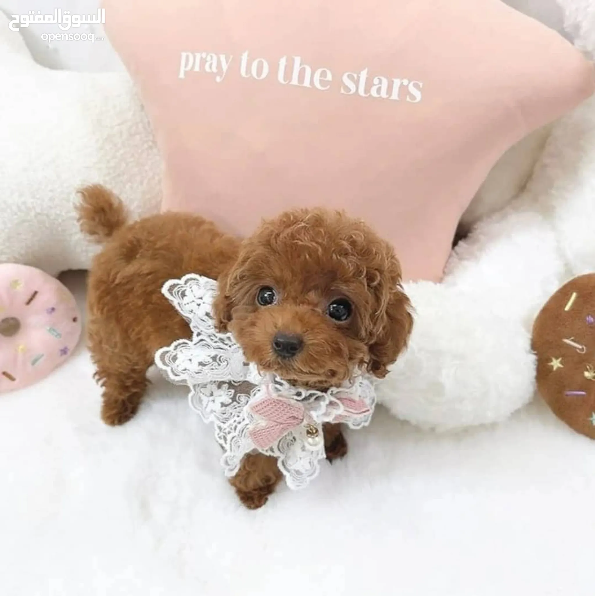 Teddy Bear Mini Doodle Adoption Poodle Dogs For Adoption In UAE