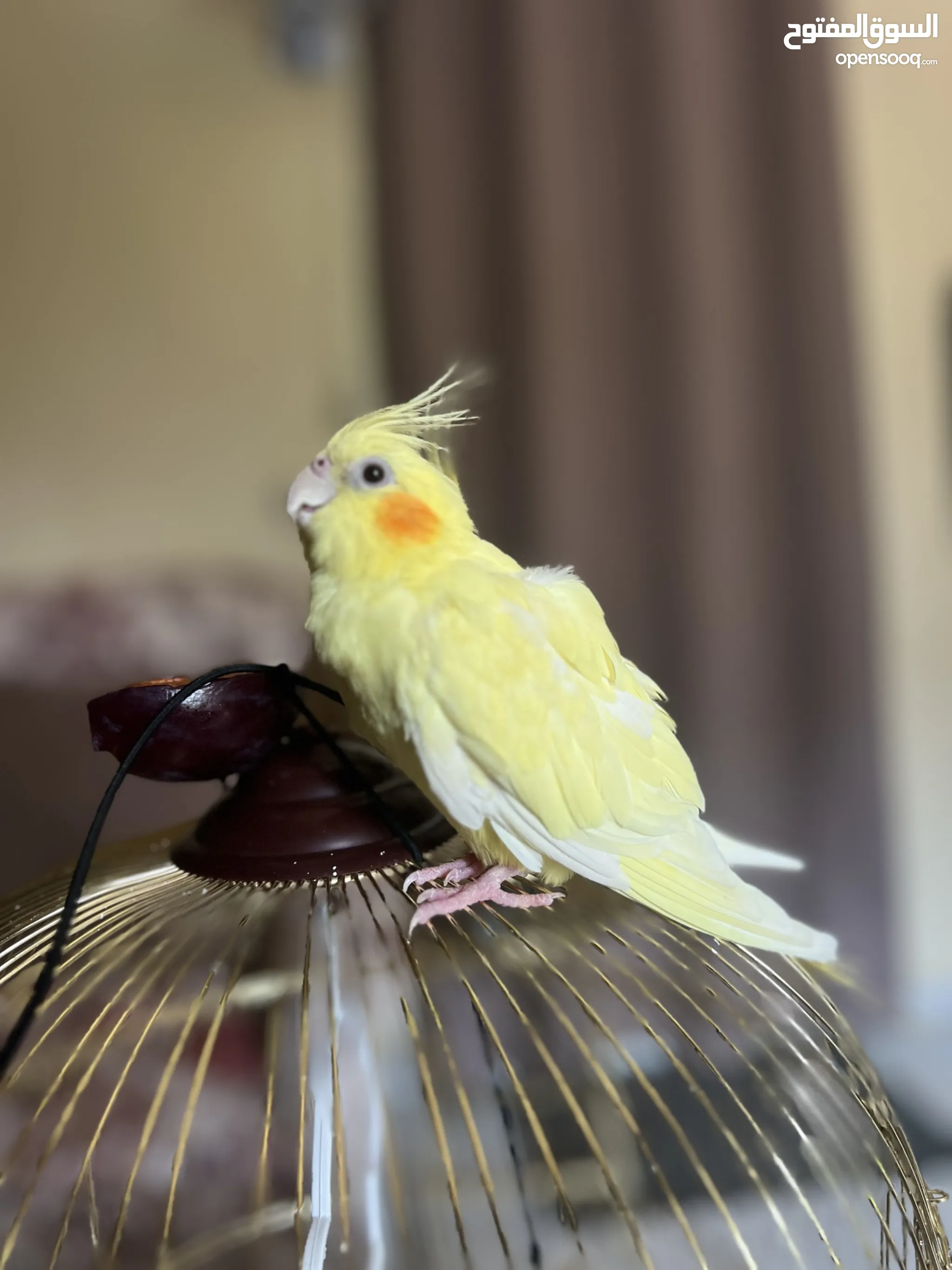 Lutino Cockatiel Price Tiel Bird Parrot In Sharjah Browse Our