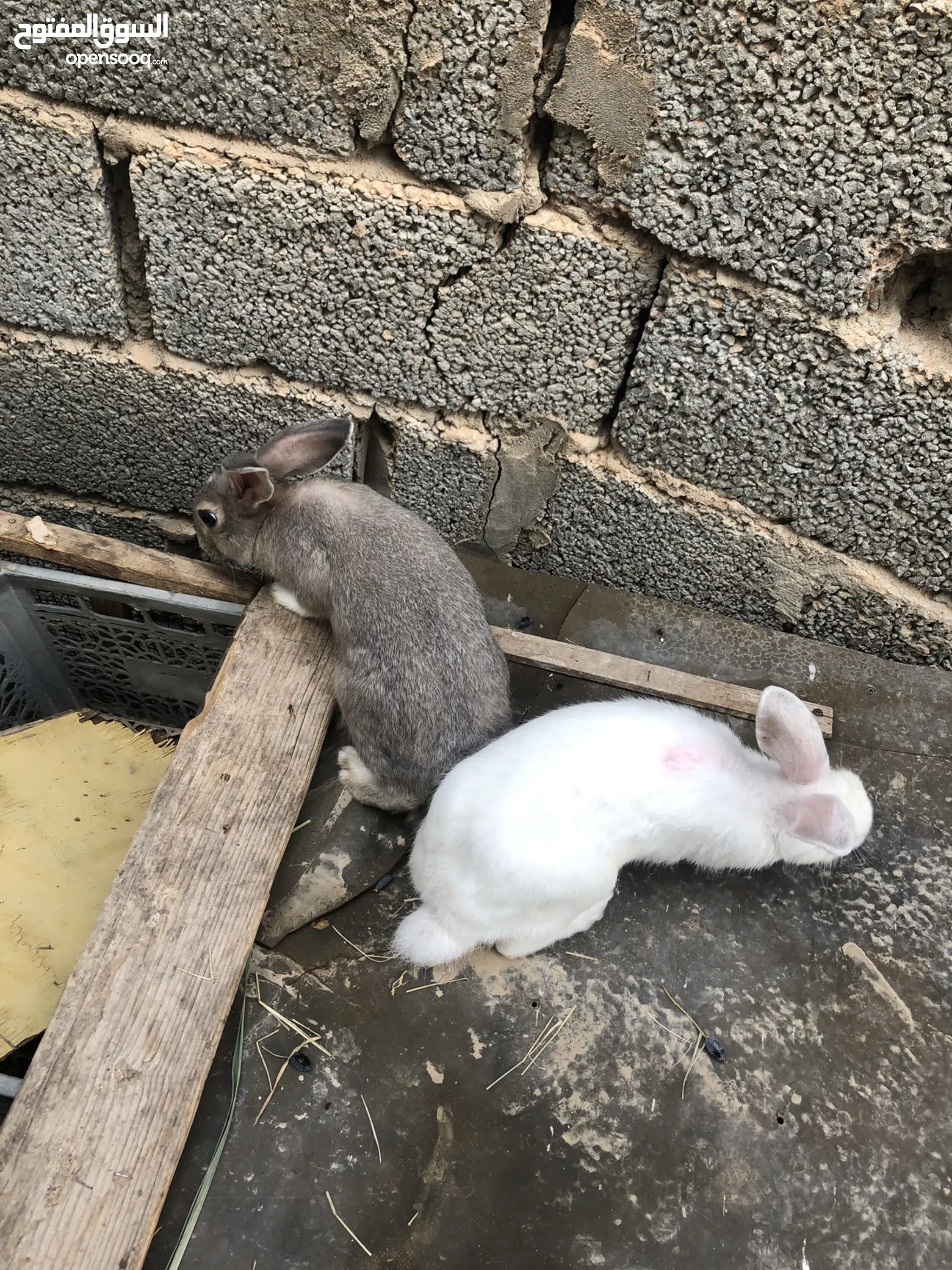Rabbits for Sale Bunnies and Lop Rabbits in Libya Buy with