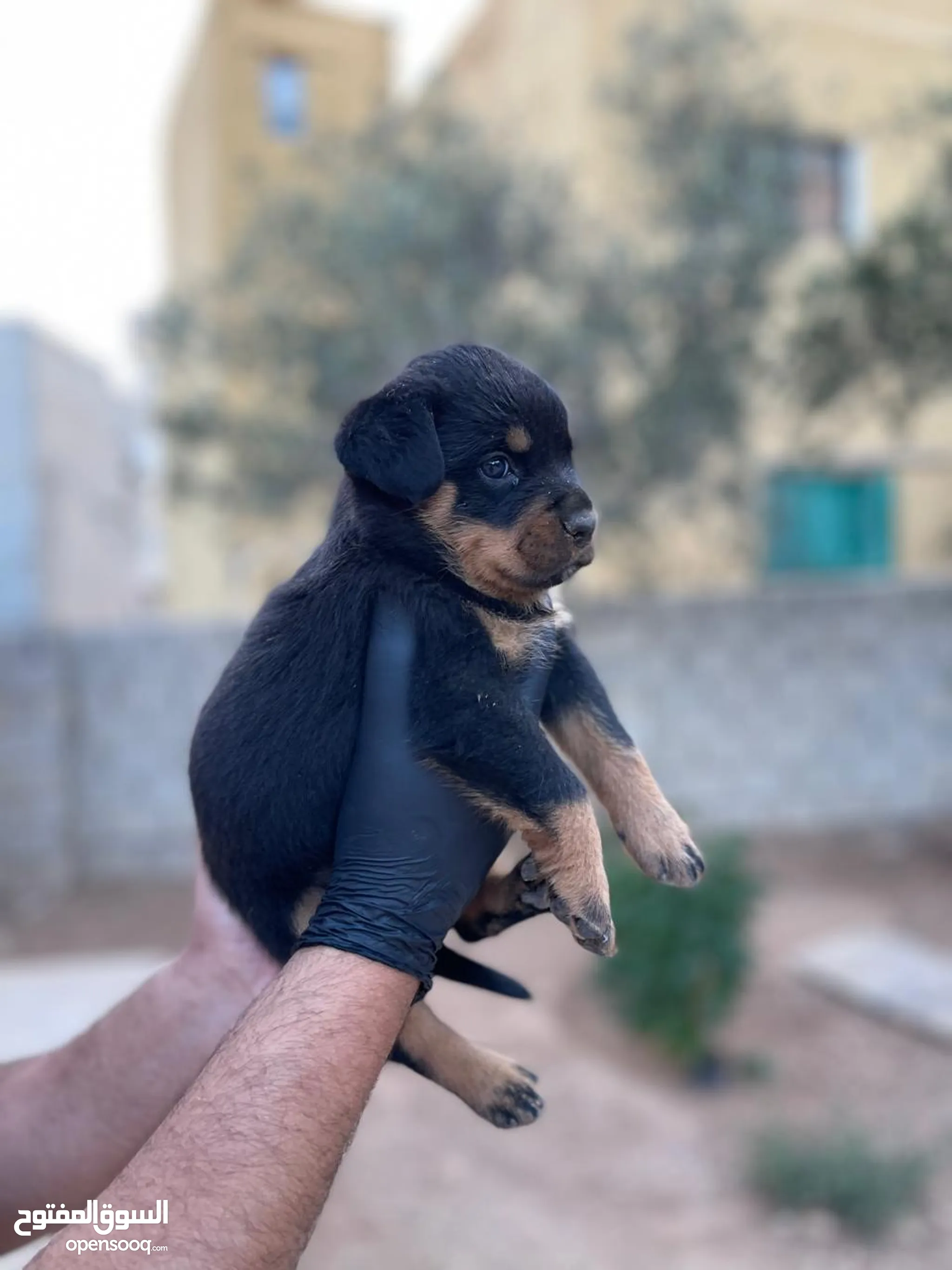 Adoption Rottweiler Puppies For Sale Under $500 Cheap Rottweiler