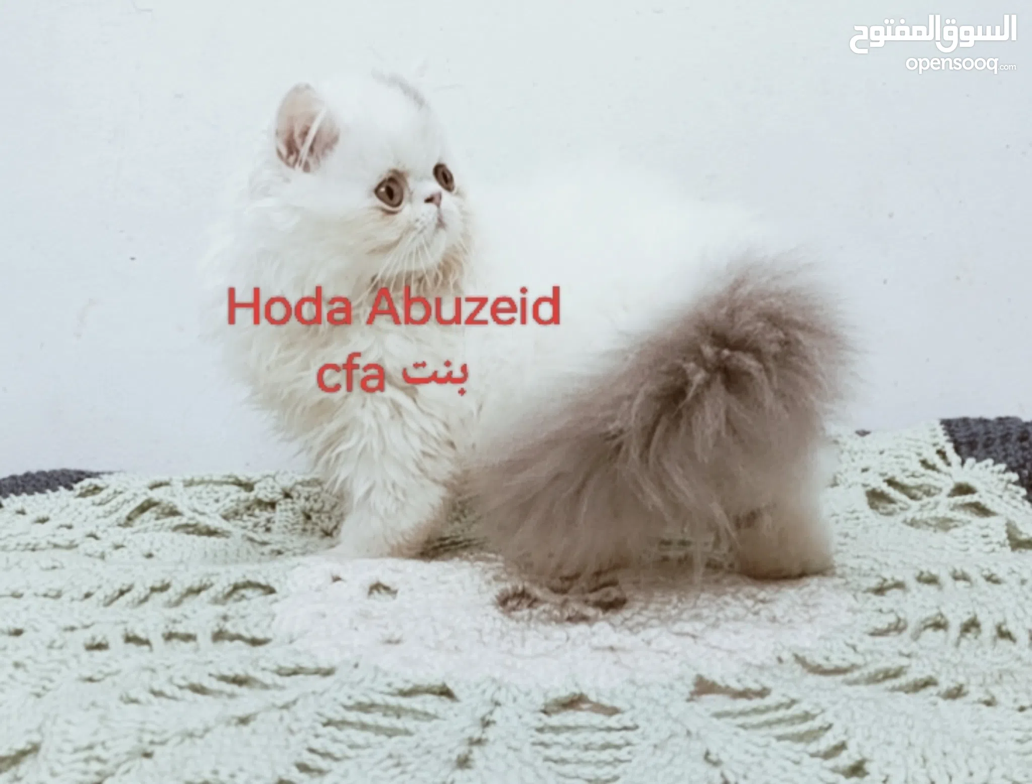 Persian Cat Price Range Cat Cost Male Persian Cat For Sale