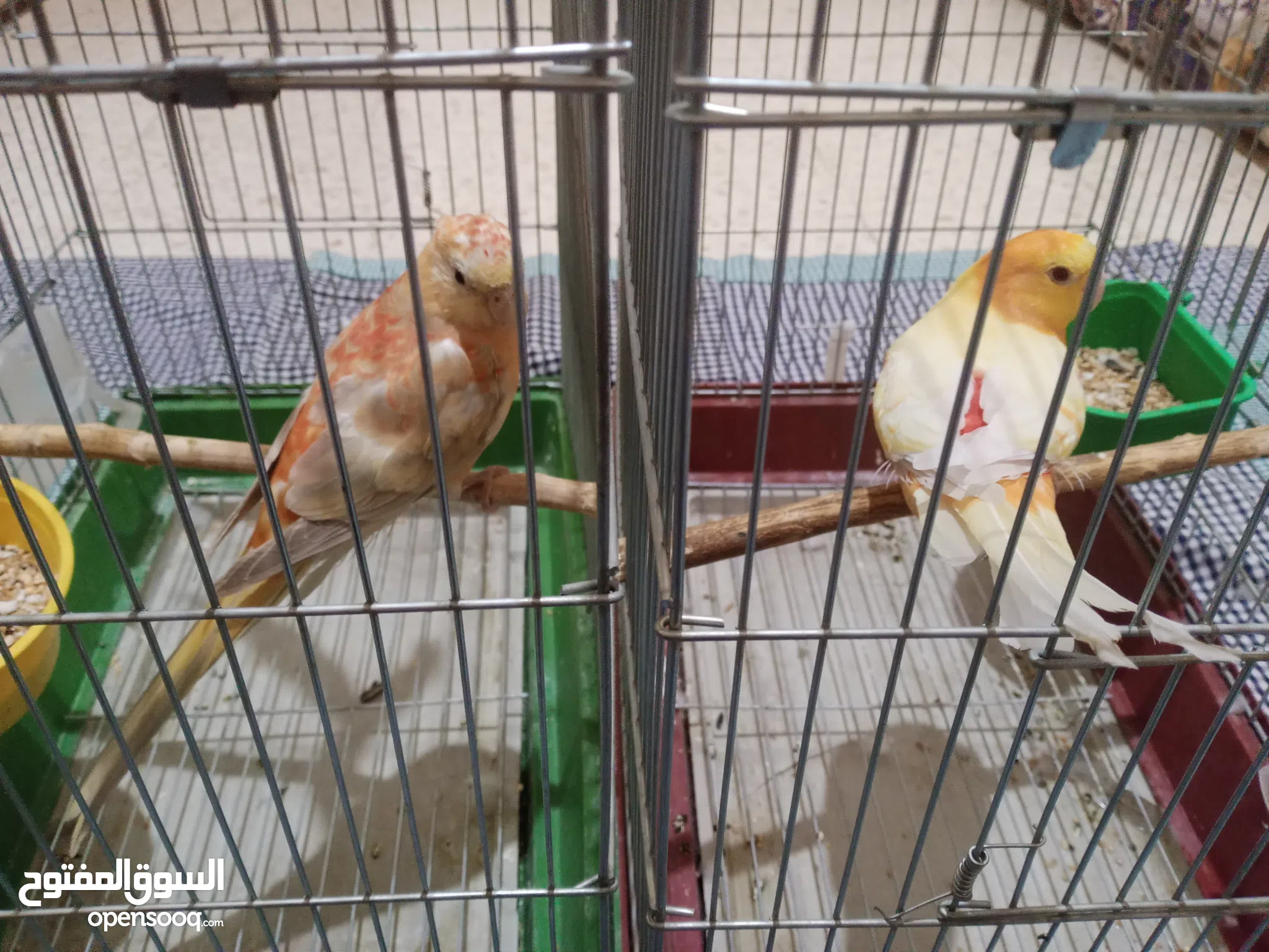 Birds for Sale Budgies for sale in Jordan Buy with Best Prices