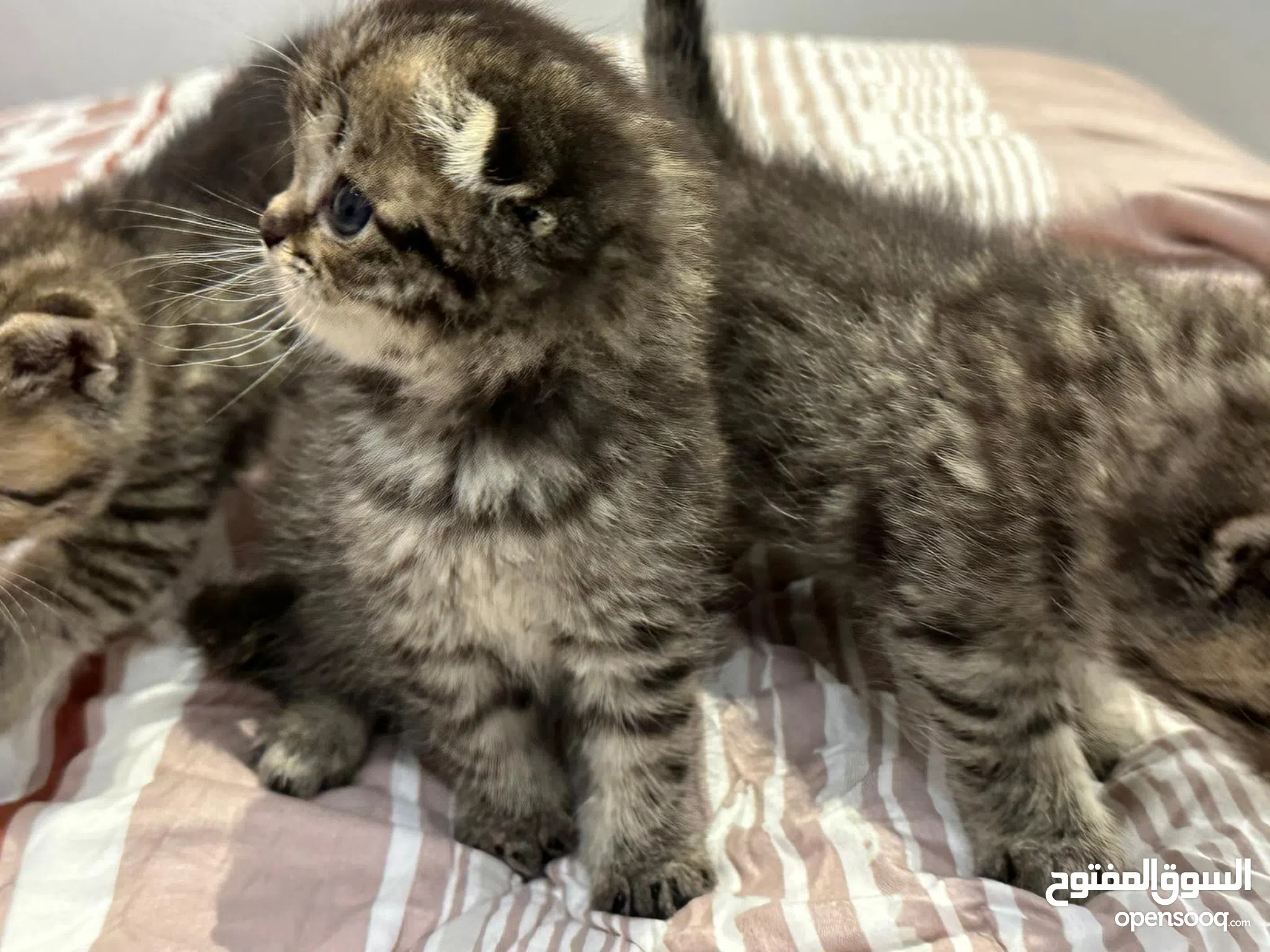 Cats for Sale Kitten for Adoption in Bahrain Buy with Best