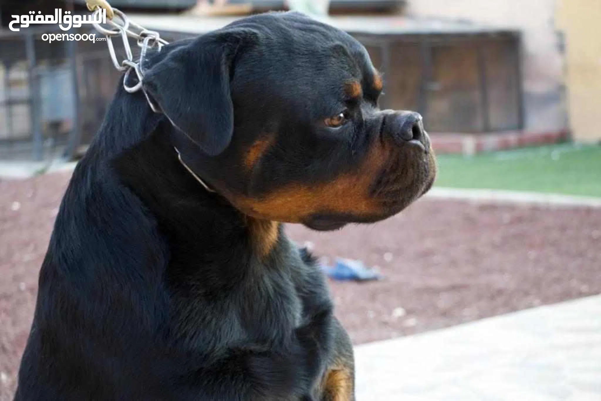 Dogs for Sale Puppies for Adoption in Jordan Buy with Best