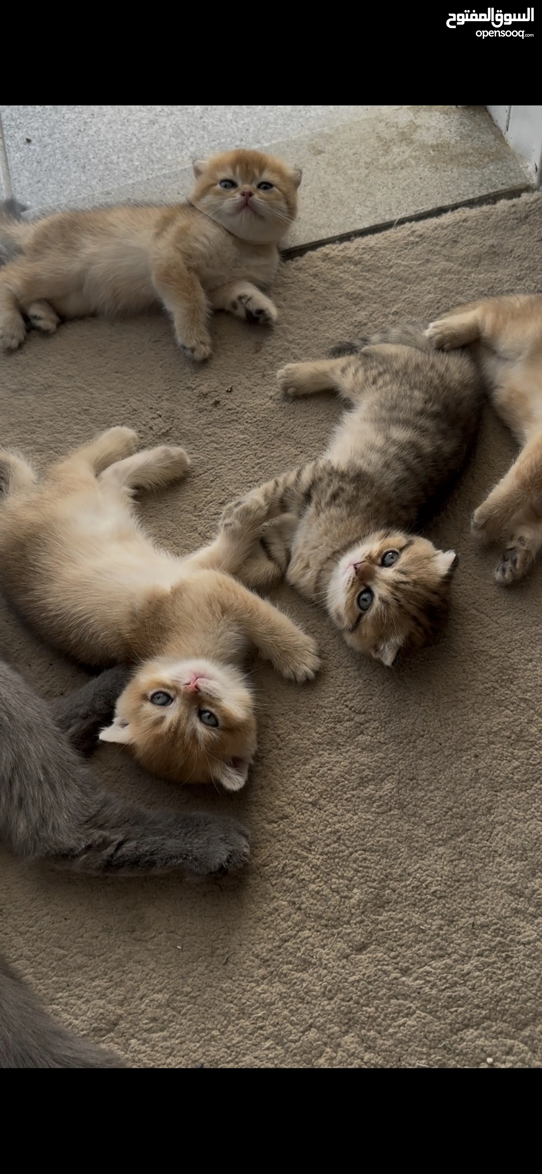 Lahore Cat Lady Last Minute Cat Boarding Adopting A Persian