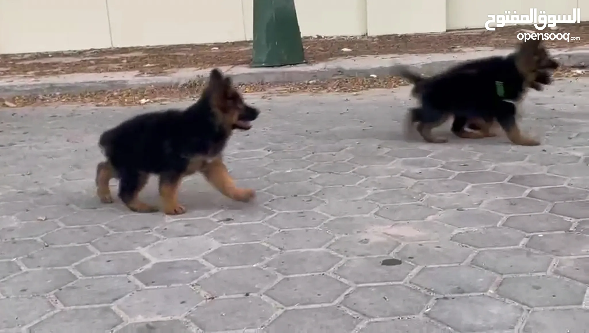 Cebu Olx Chihuahua Puppies For Sale Cachorros Zona Norte, São Paulo