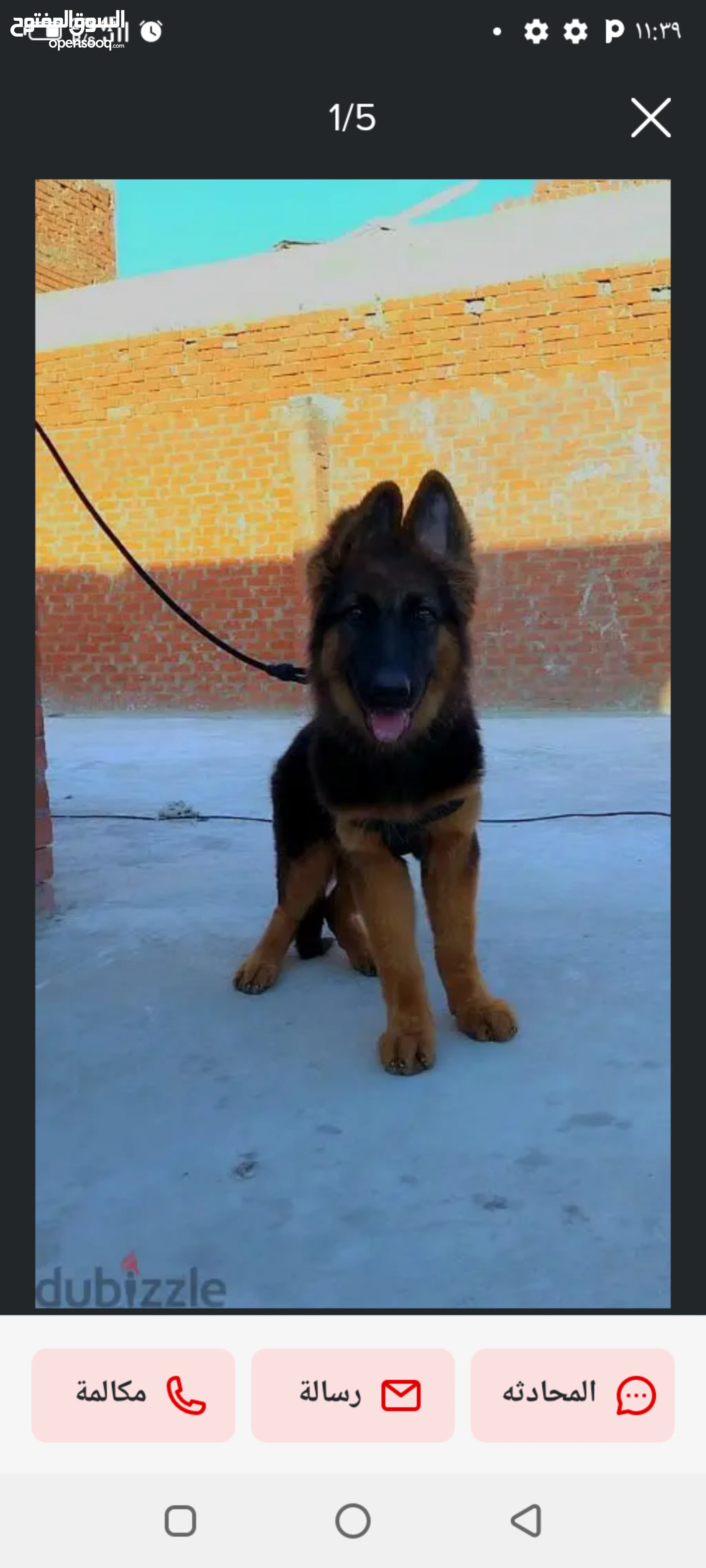 German Shepherd Dogs For Sale Adoption in Egypt: Puppy: Best