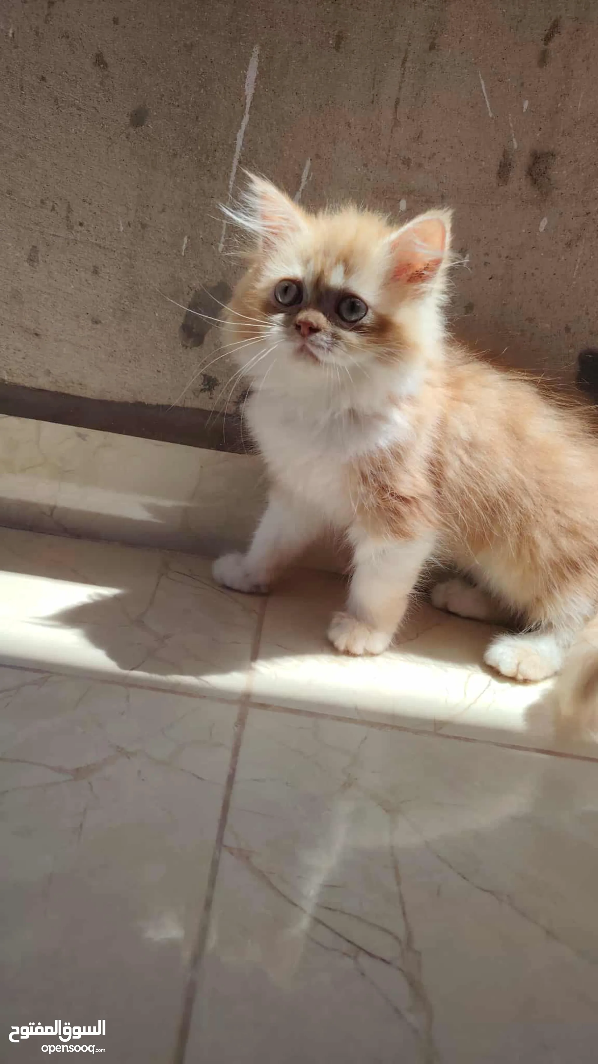 Olx Barn Kittens For Free Near Me Cats For Sale Kitten For