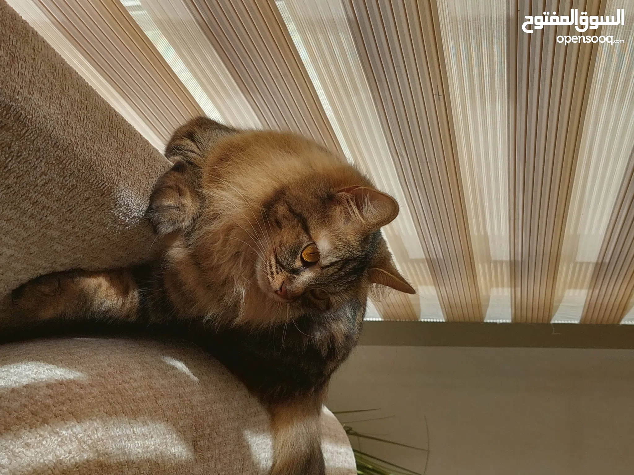 Cat Breeds Golden Siberian Cat Siberian Cats For Sale Adoption In