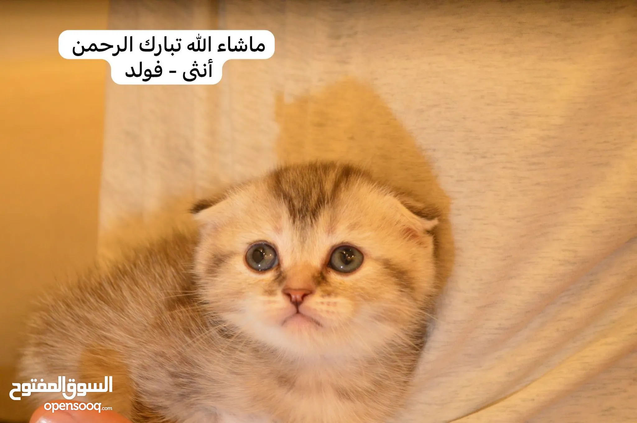 قطط للبيع وللتبني : قطط صغيرة : قطط شيرازي : قطط فرعونية : اسعار قطط في  الرياض | السوق المفتوح