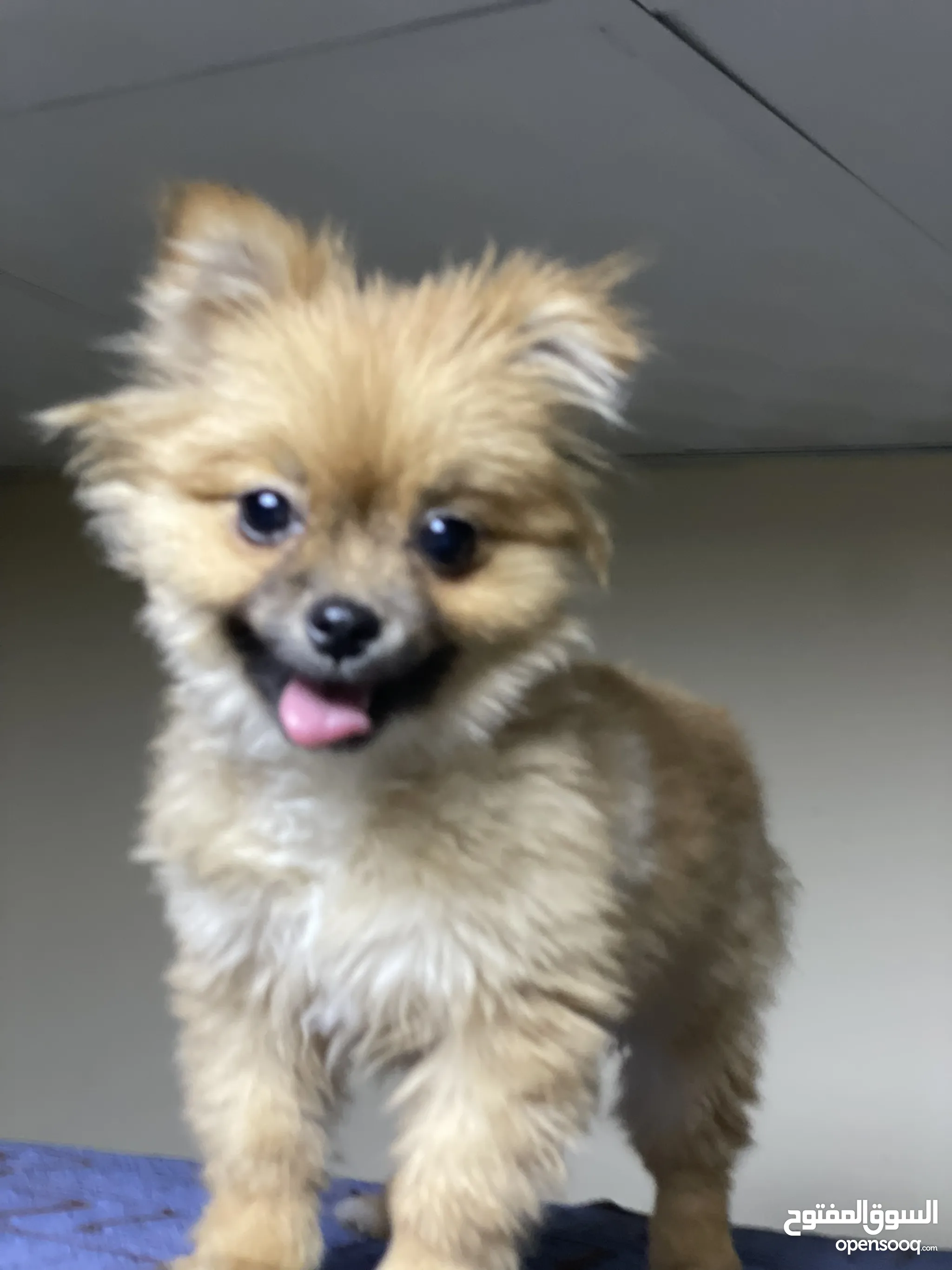 Teacup Pomeranian Dog Pom X Chihuahua For Sale Pomeranian Dogs For