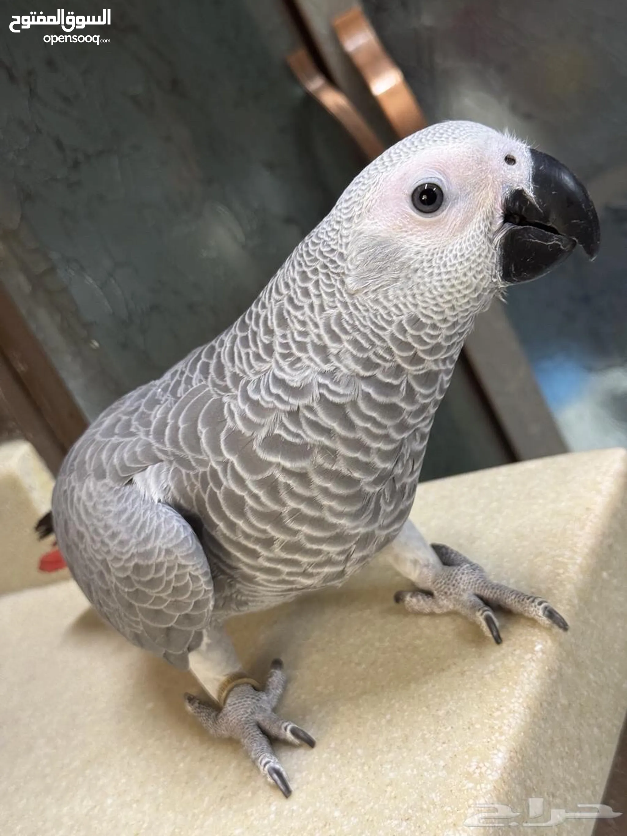 Small Parrot Types Of Domestic Parrots Types Of Domestic Birds