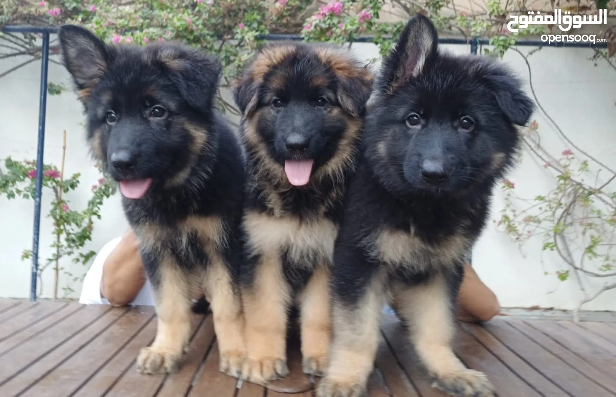 Black German Sherman Puppies For Sale German Shepherd Dogs For