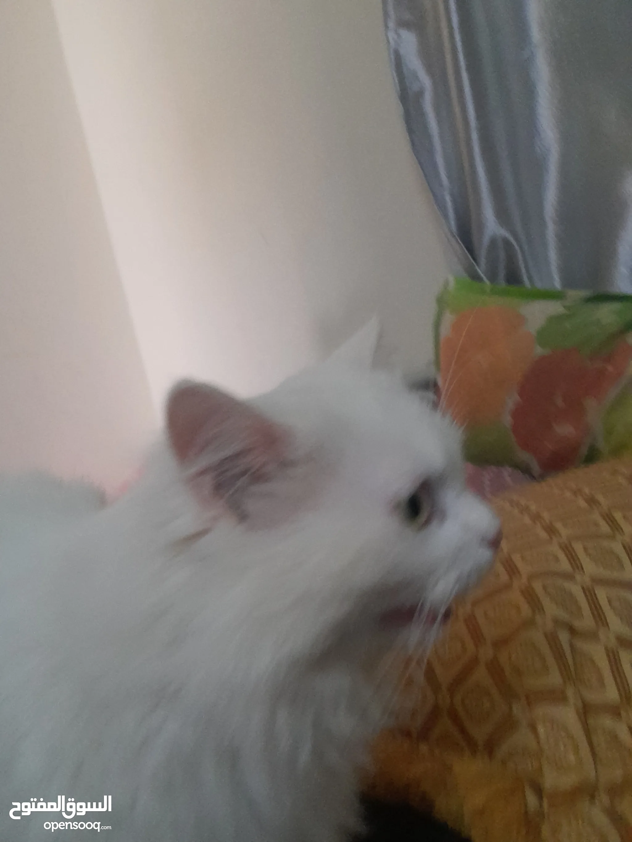 Doll face clearance persian cat olx