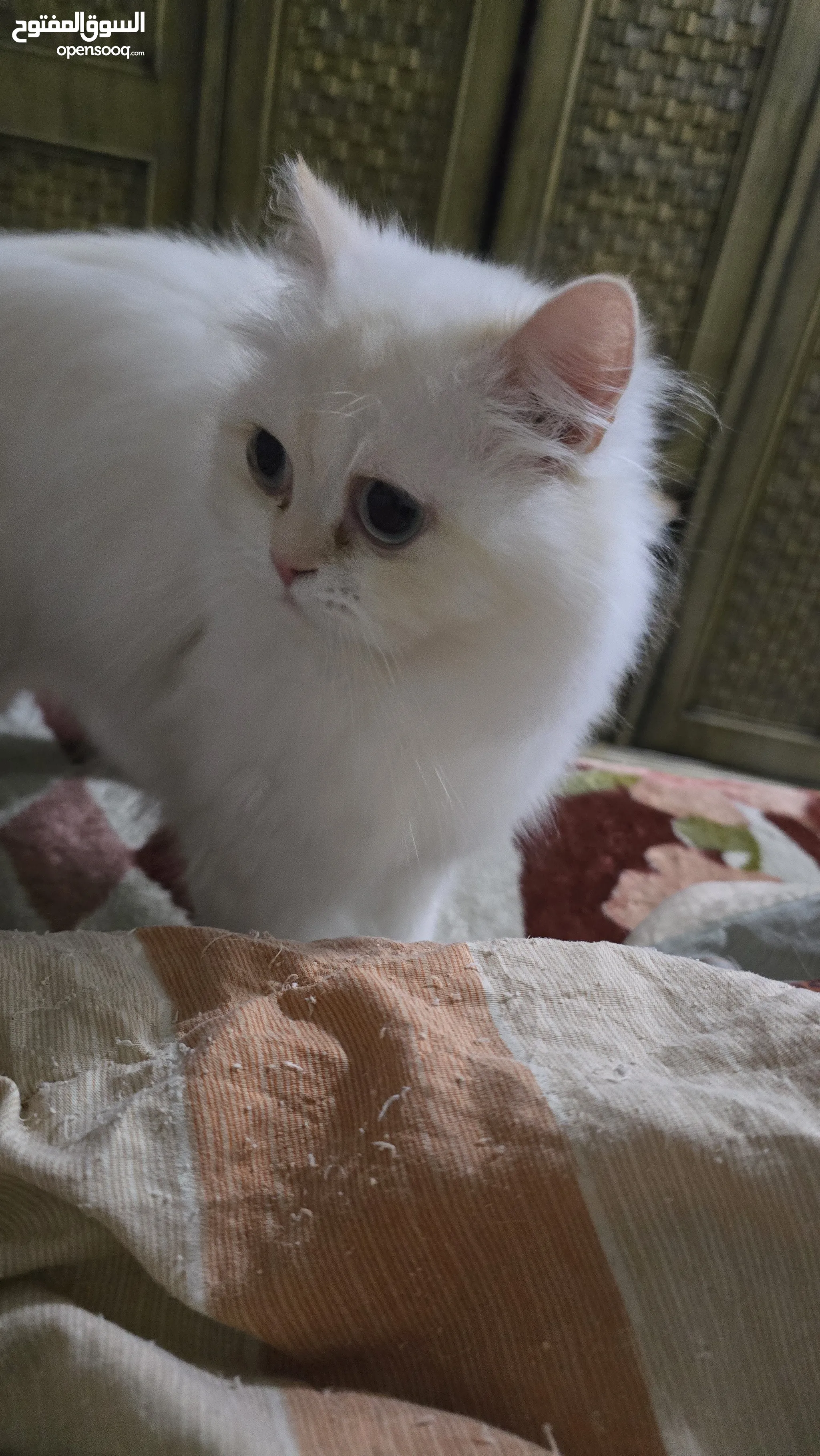 Fluffy White Cat Buy Online Price Female Persian Kittens For Sale
