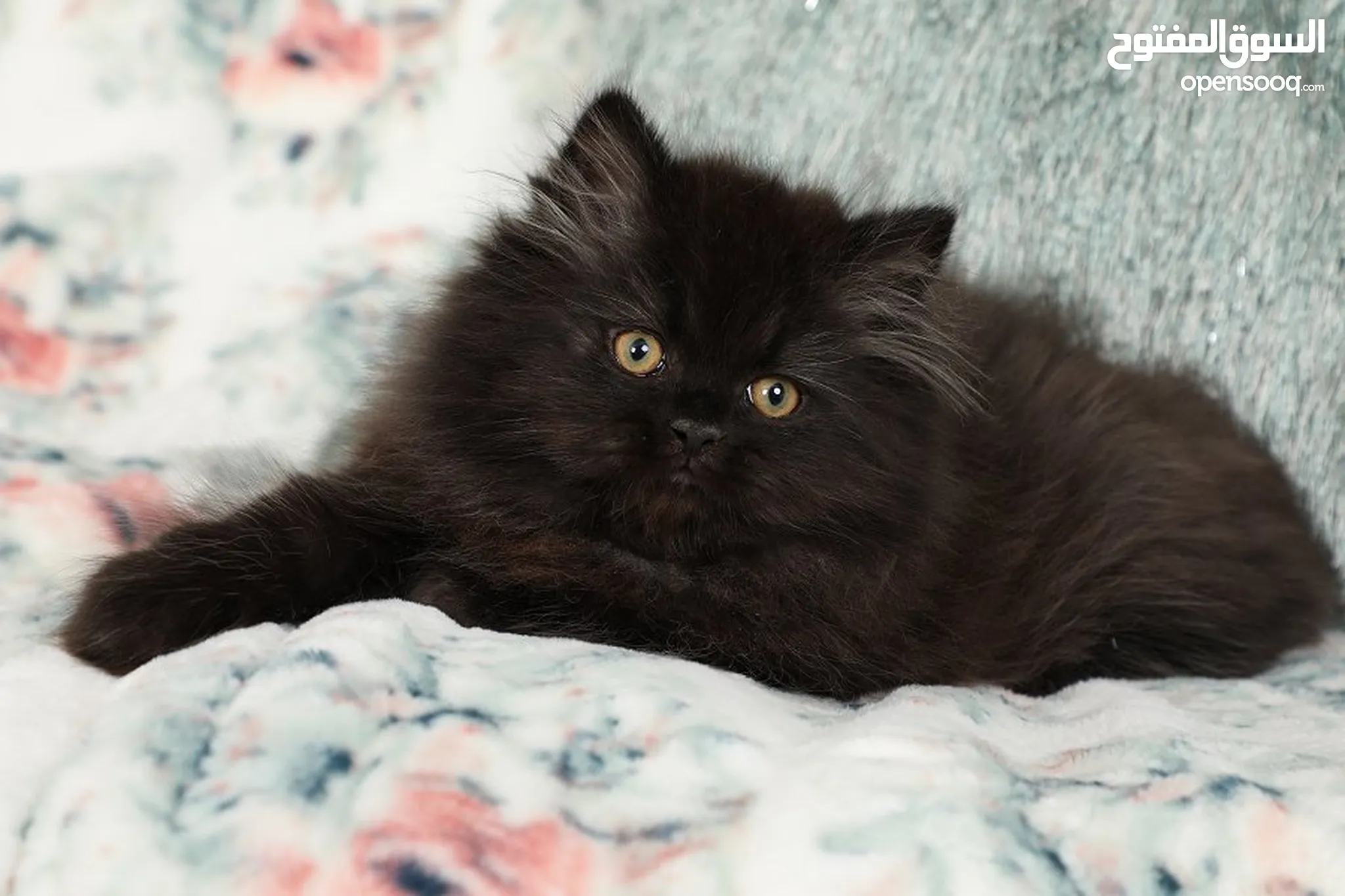 Doll Face Black Kitten With Blue Eyes For Sale Persian Cats For