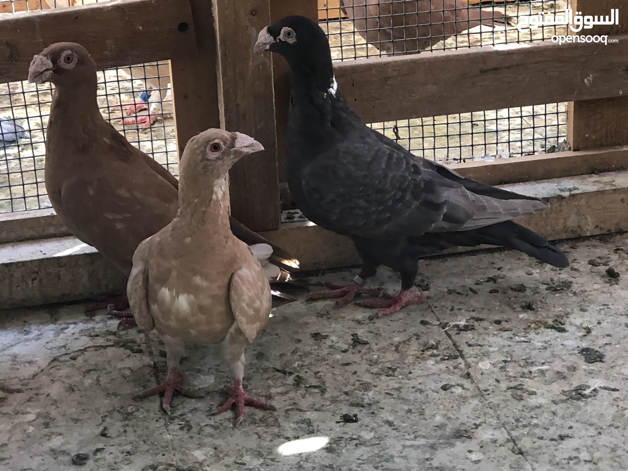 Pigeon for Sale Basra Pigeon in Kuwait Buy with Best Prices