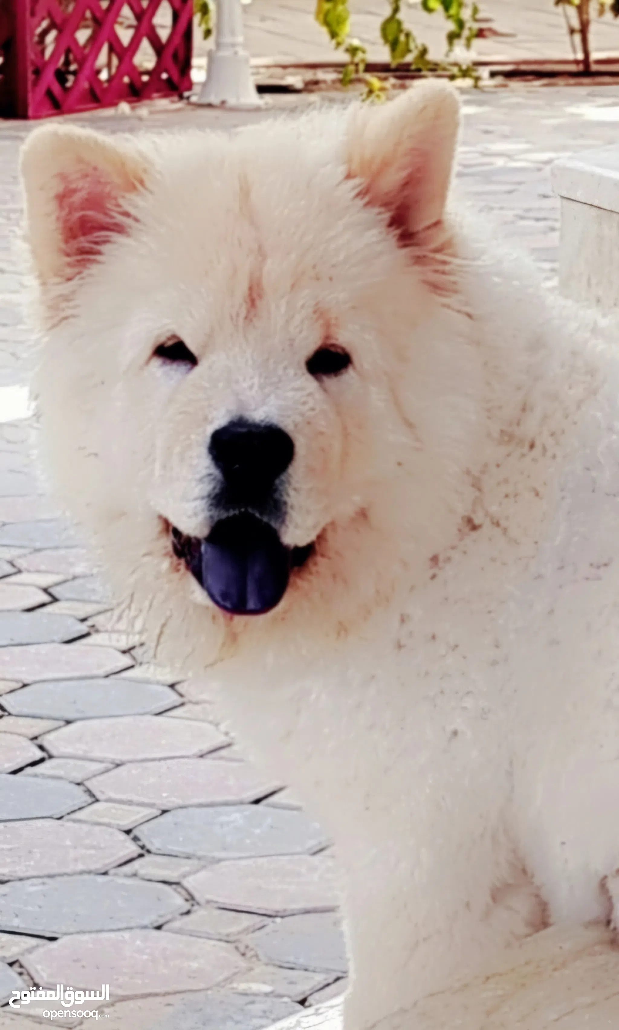 Chow Chow Dogs for Adoption in UAE All Ages Puppies OpenSooq