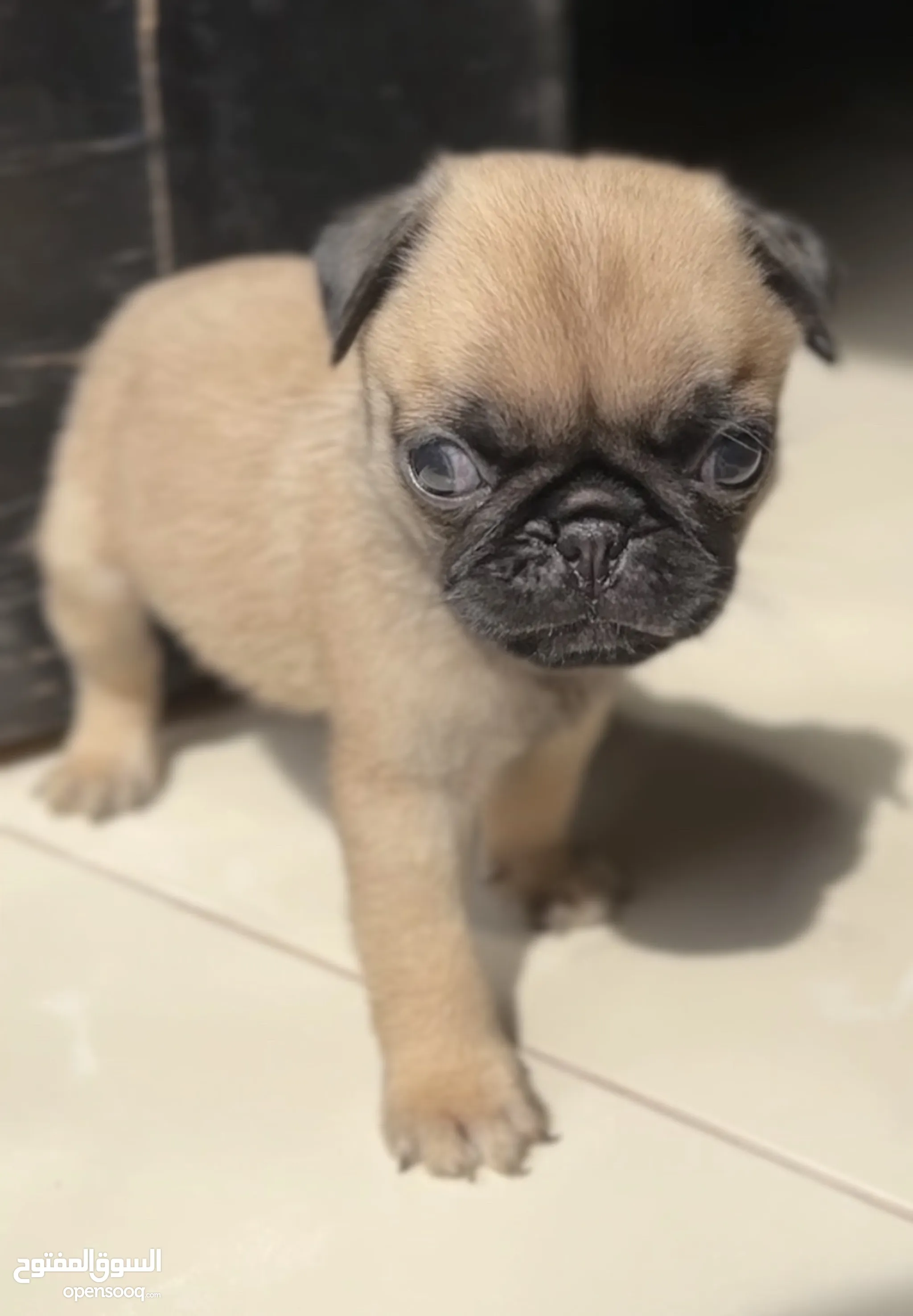 Miniature pugs for adoption sales