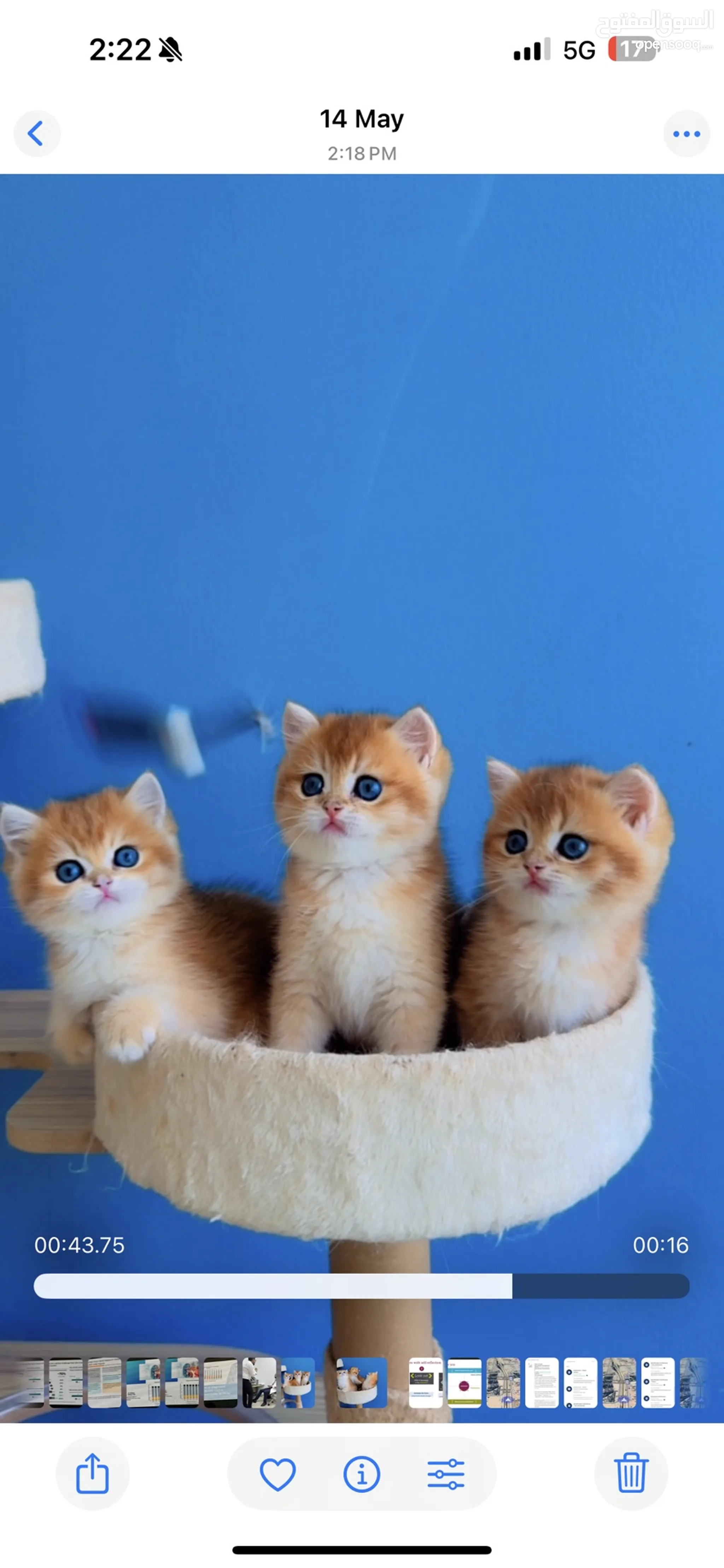 Pet Adoption Real Life Cats For Sale Ra, Sand Cat Hawk Creek