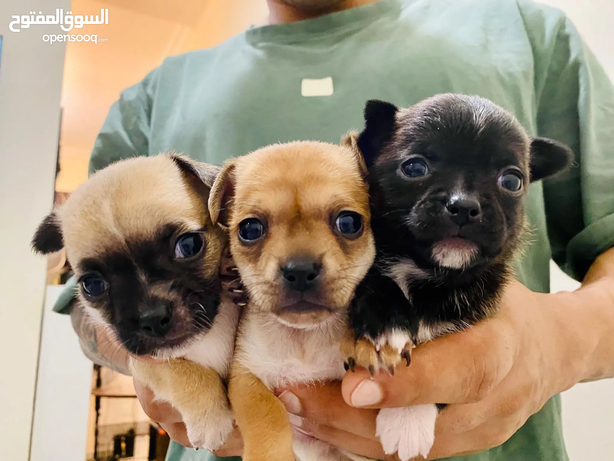 Chihuahua Rescue Chiwawa Dogs Price Animal Shelter Free Chihuahuas