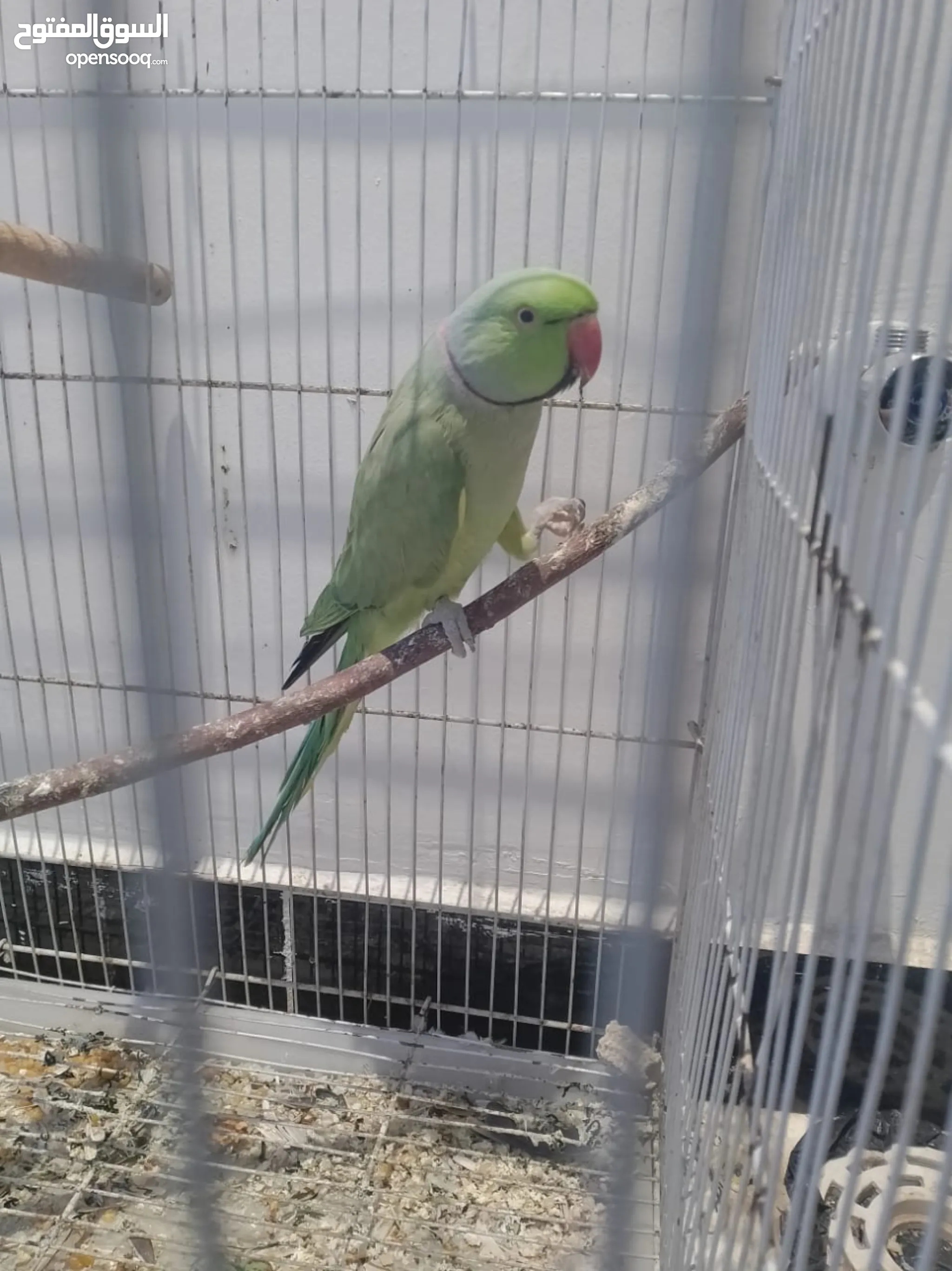 Parrots for Sale Baby Parrots and Chicks in Iraq Buy with Best