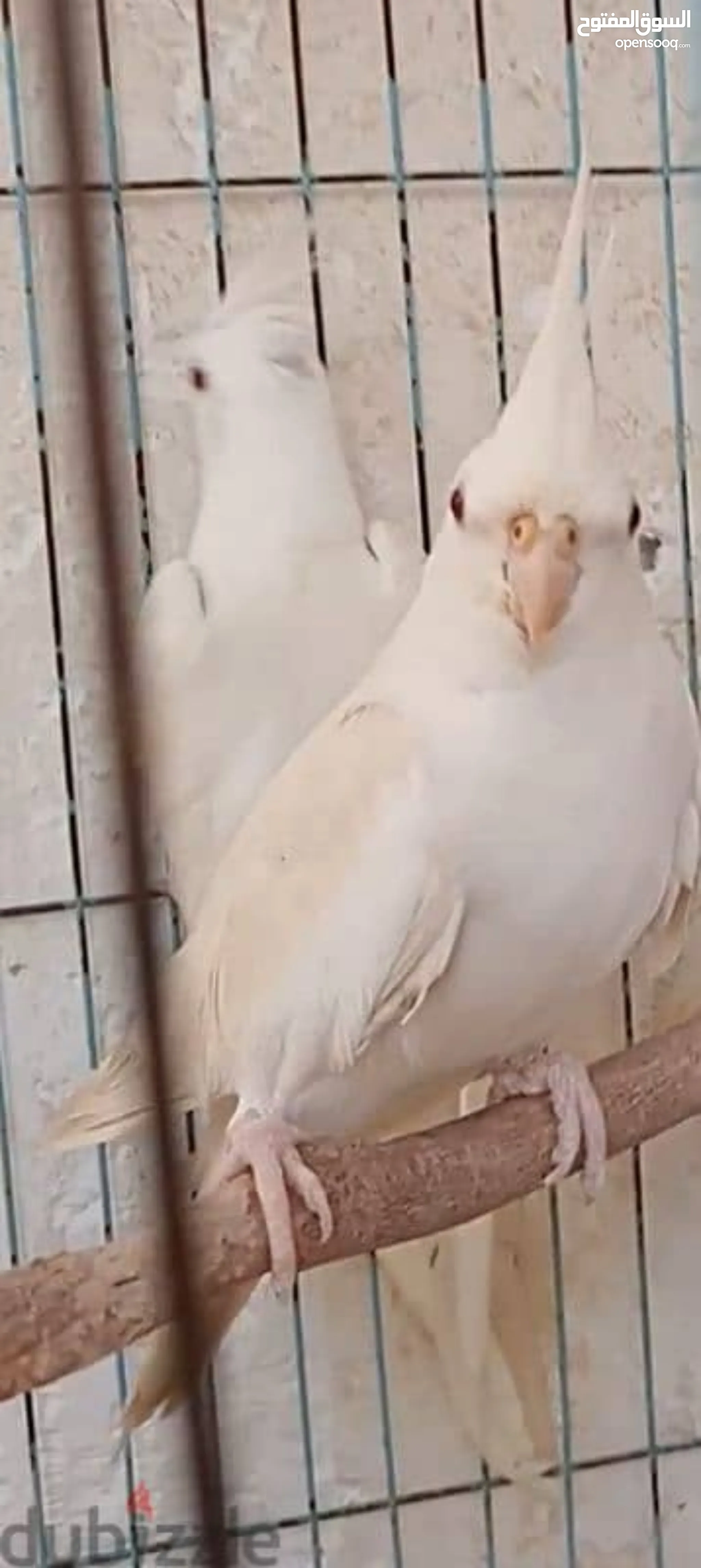 Birds for Sale Budgies for sale in Amman Buy with Best Prices