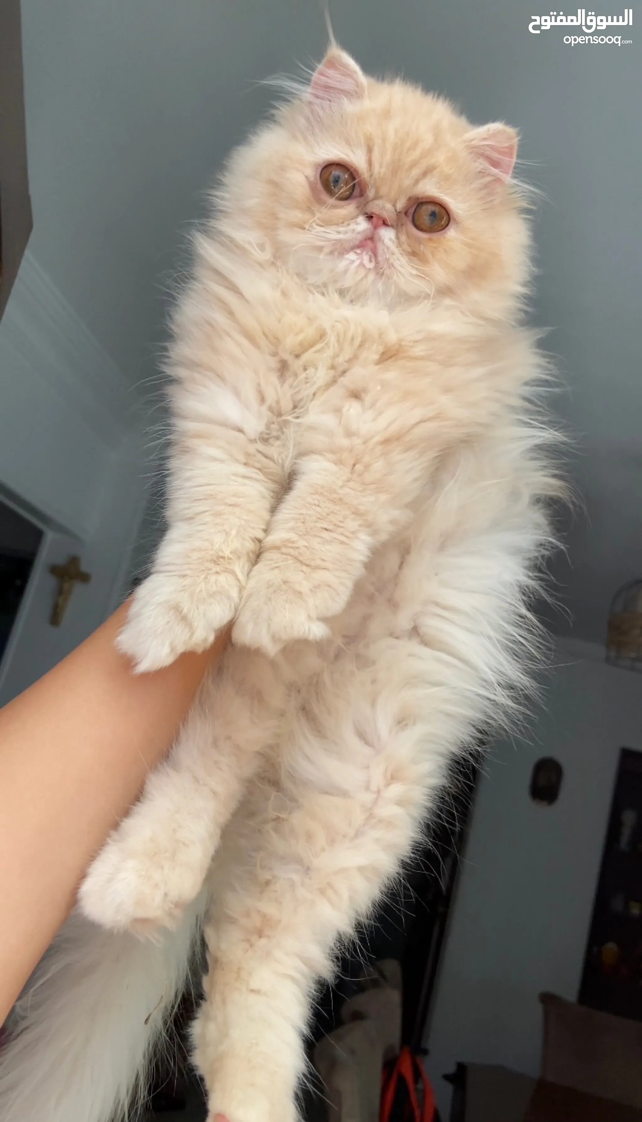 Persian Cat Price Range Persian Cat Domestic Shorthair Cat Price