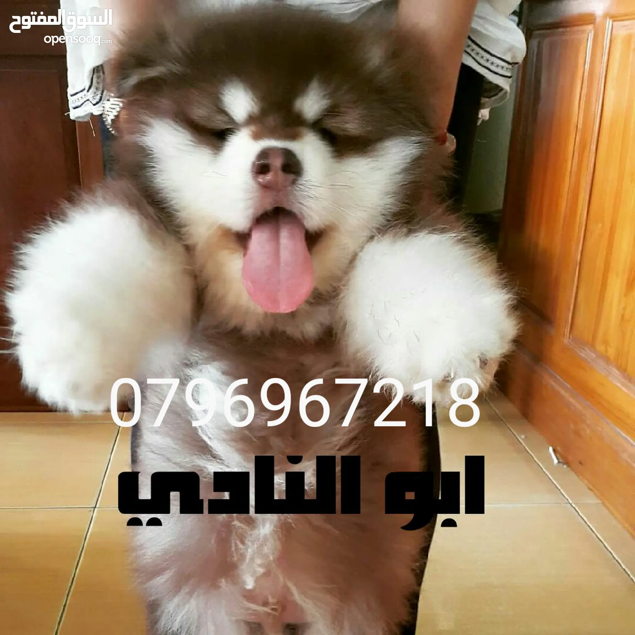 موقع #1 لبيع الكلاب في الأردن : كلب جيرمن شيبرد للبيع : هسكي : بيتبول : جرو  | السوق المفتوح
