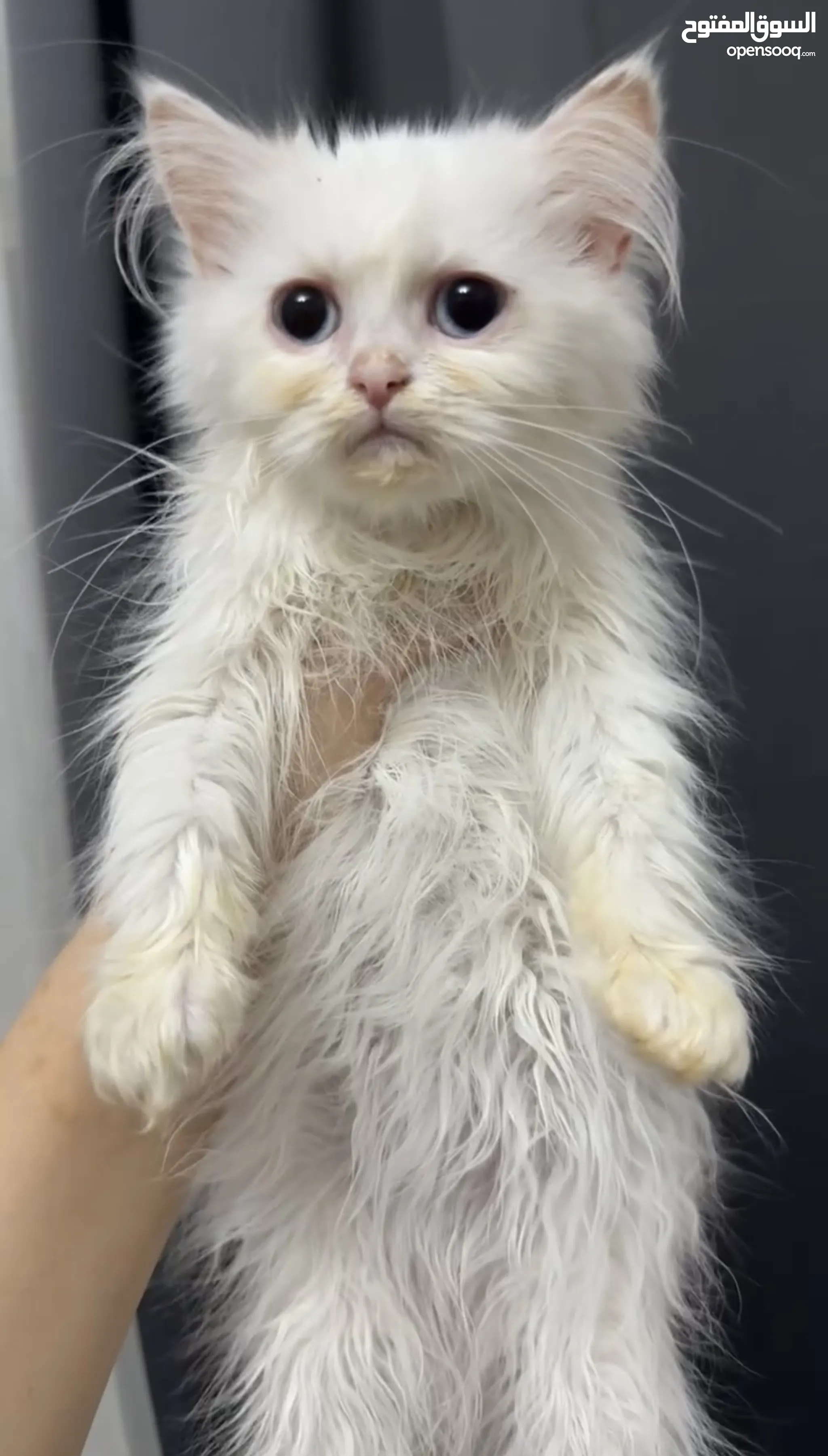 Persian Cat Fluffy Cats For Adoption Persian Cat Price White