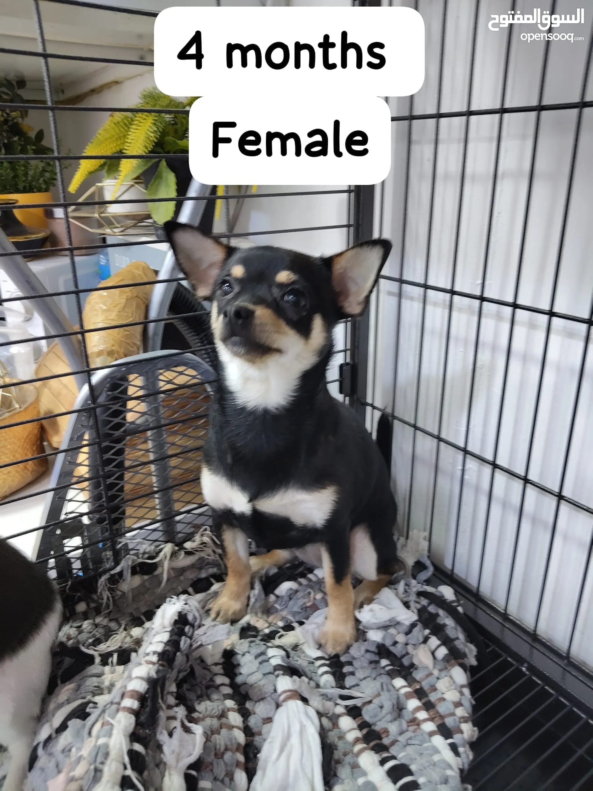 Animal Shelter Chihuahua Buy Near Me Chihuahua Dogs For Sale