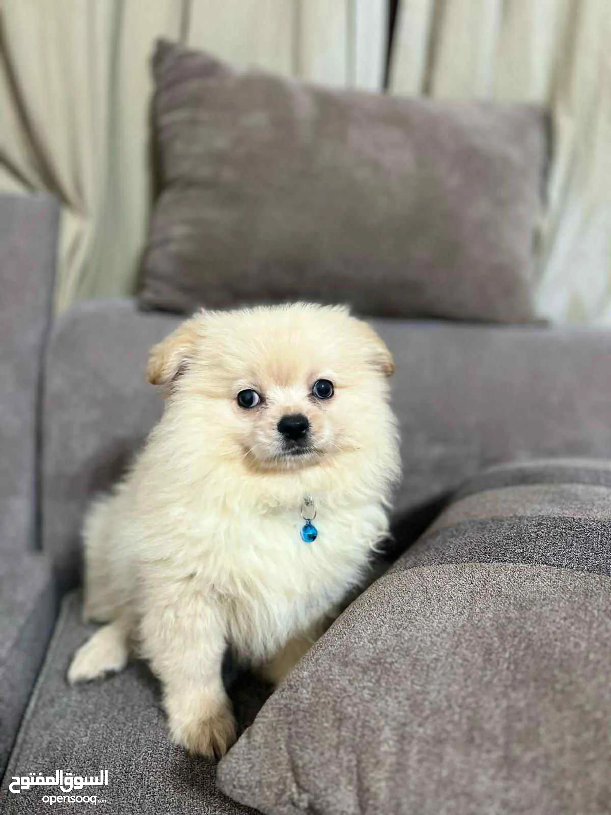 Hair Sssniperwolf New Puppy Dogs For Sale Puppies For Adoption In