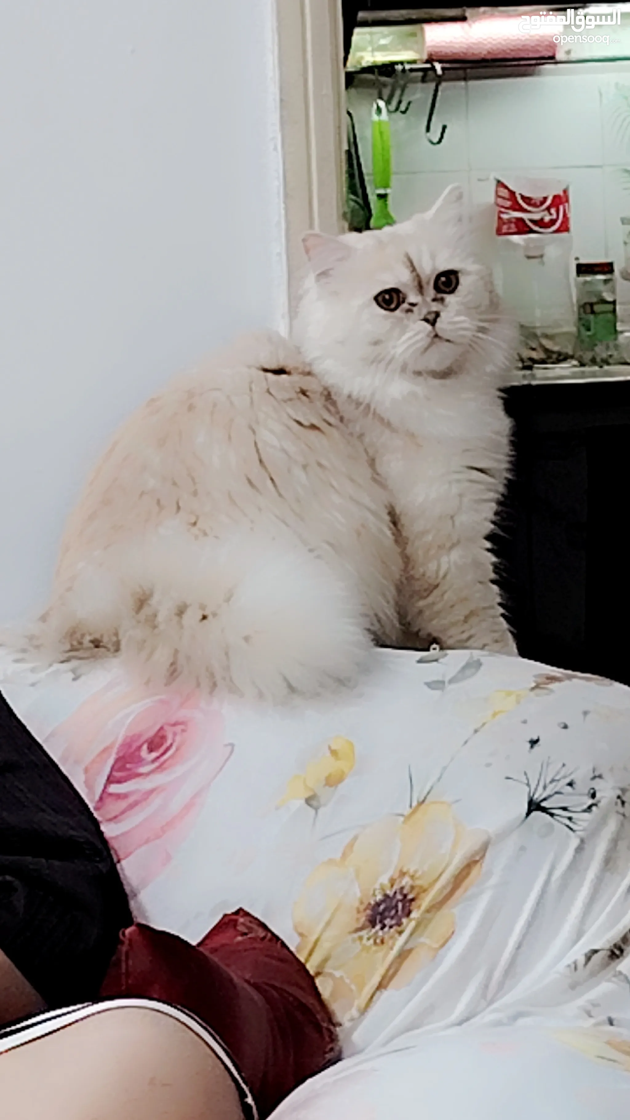 White Persian Persian Rescue Cats For Sale Buy Top Quality White