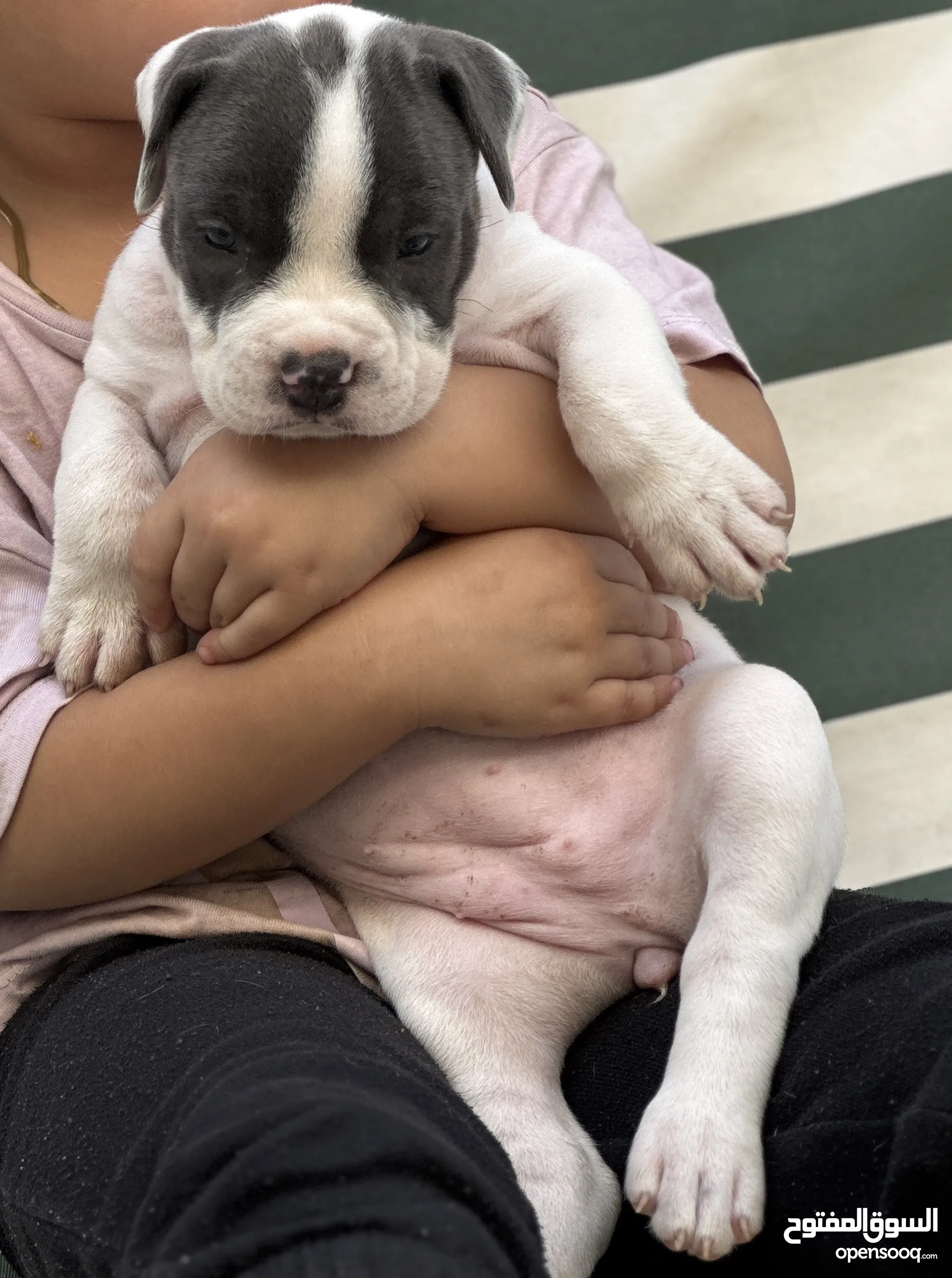 Bulldog Maltese Pitbull Maltese Bulldog Mix French Bulldog Mixed With  Maltese French, image size:2048x2750