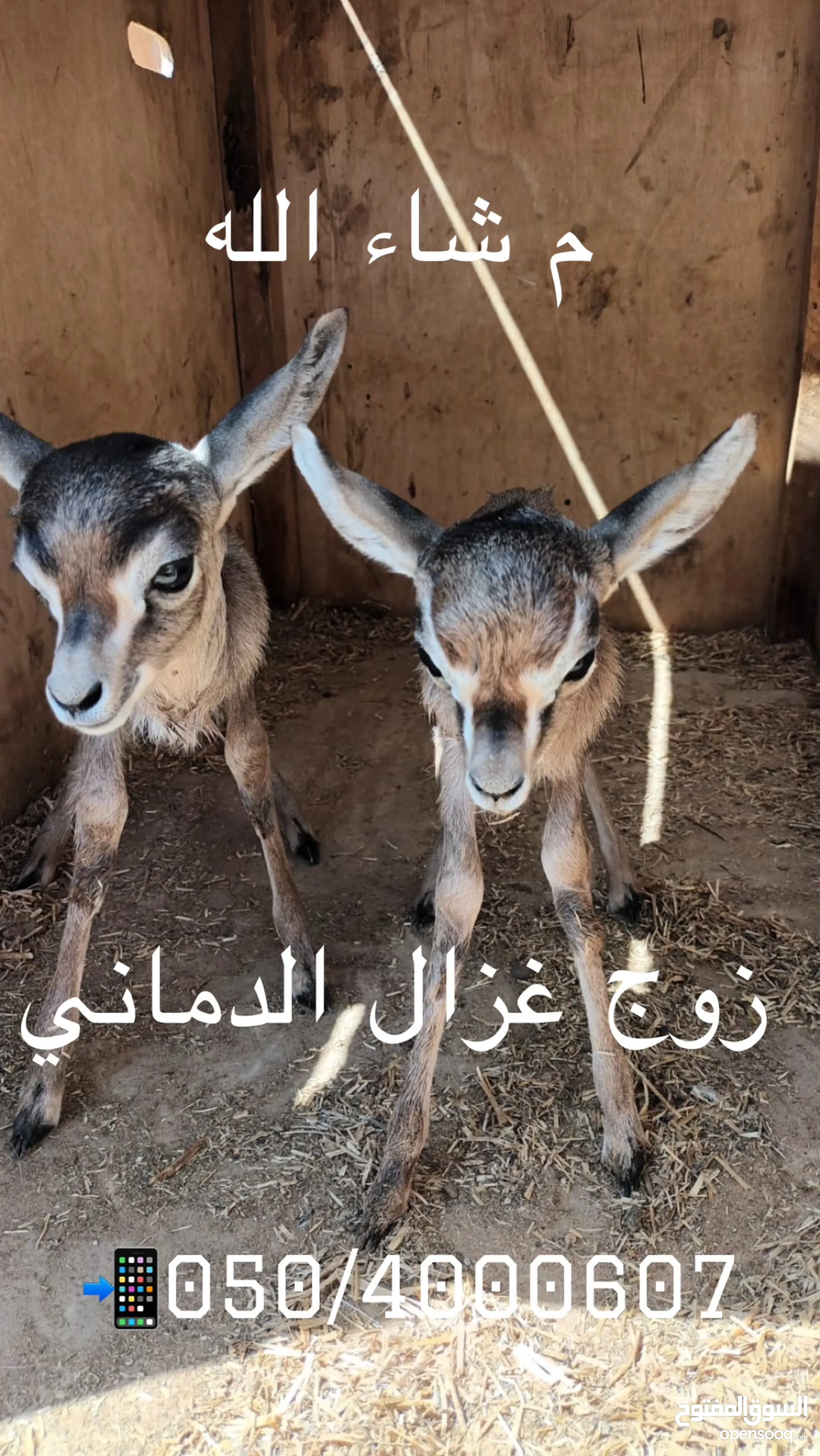 غزلان في الإمارات : حيوانات : السوق المفتوح