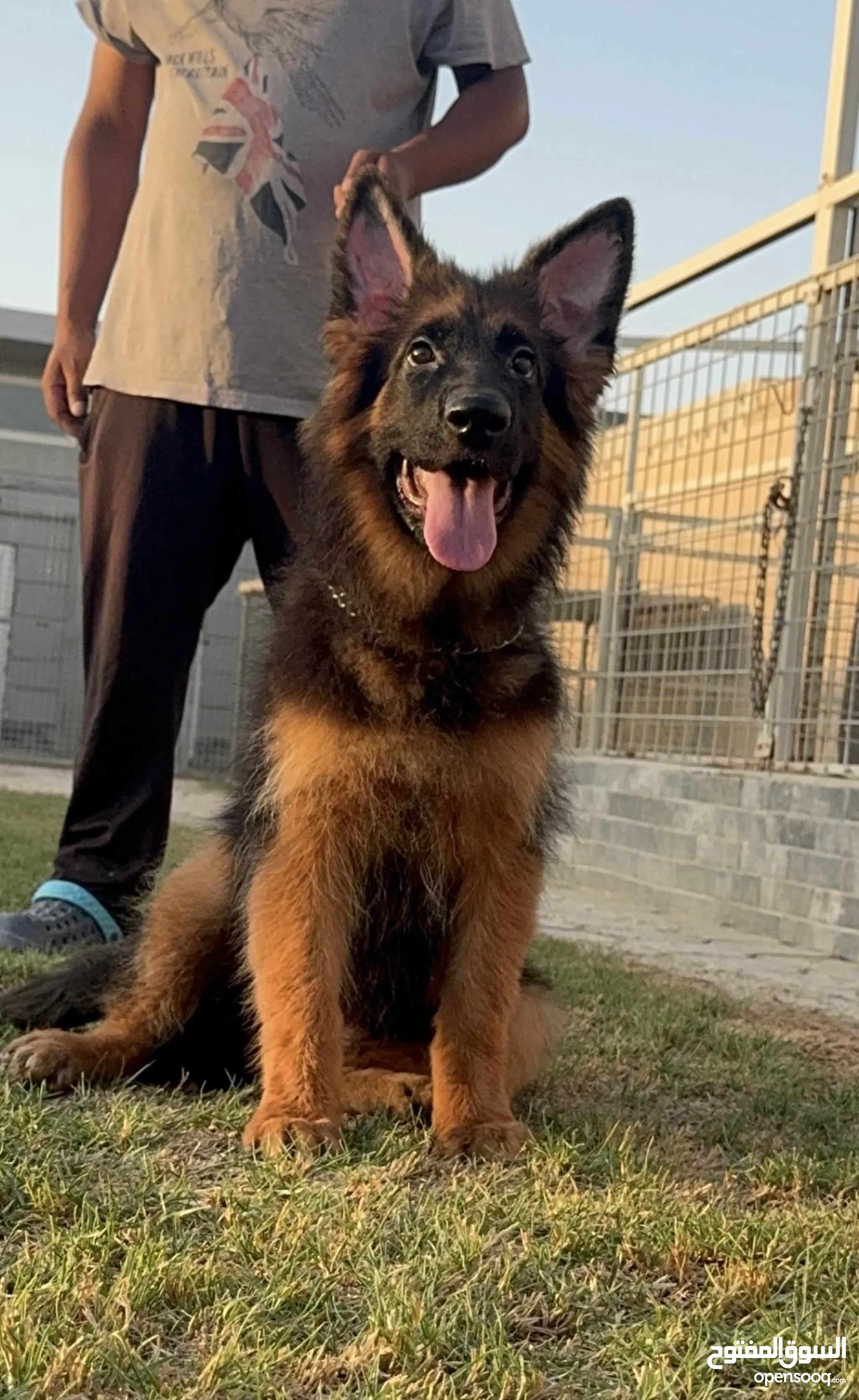 Shepherd Puppy Steel Cross Gsd German Shepherd Dogs For Sale