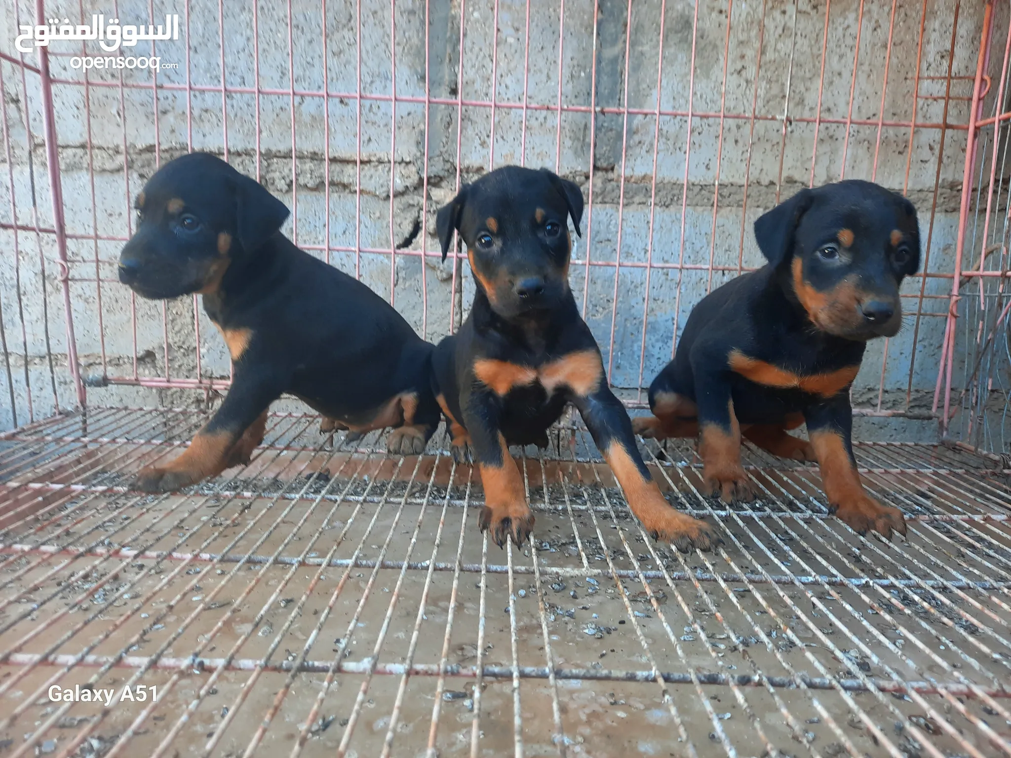 Madurai Dog Shelters For Adoption Near Me Doberman Dogs For