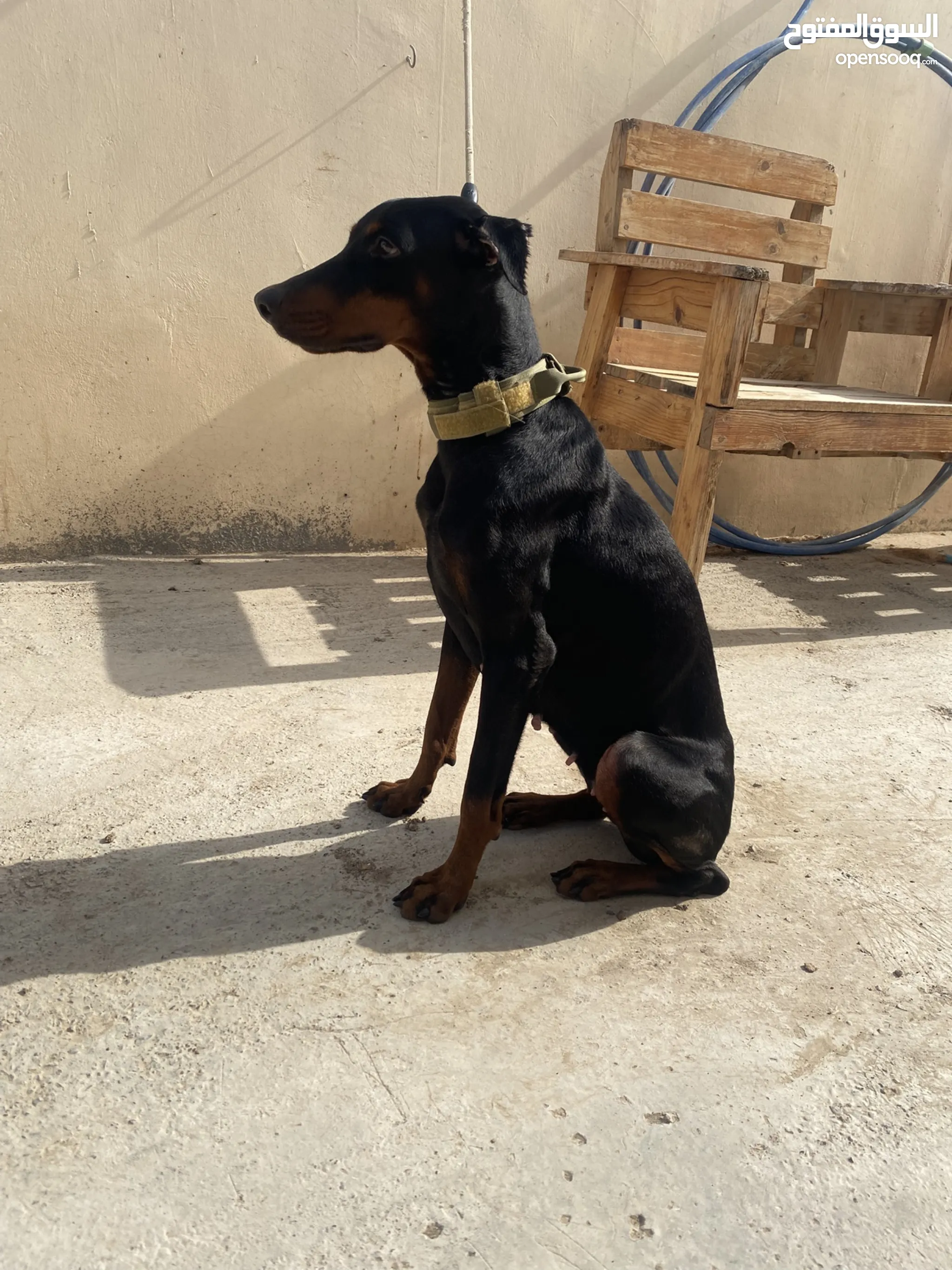 German Shepherd Doberman Price Olx Stainless Steel Dog Collar With