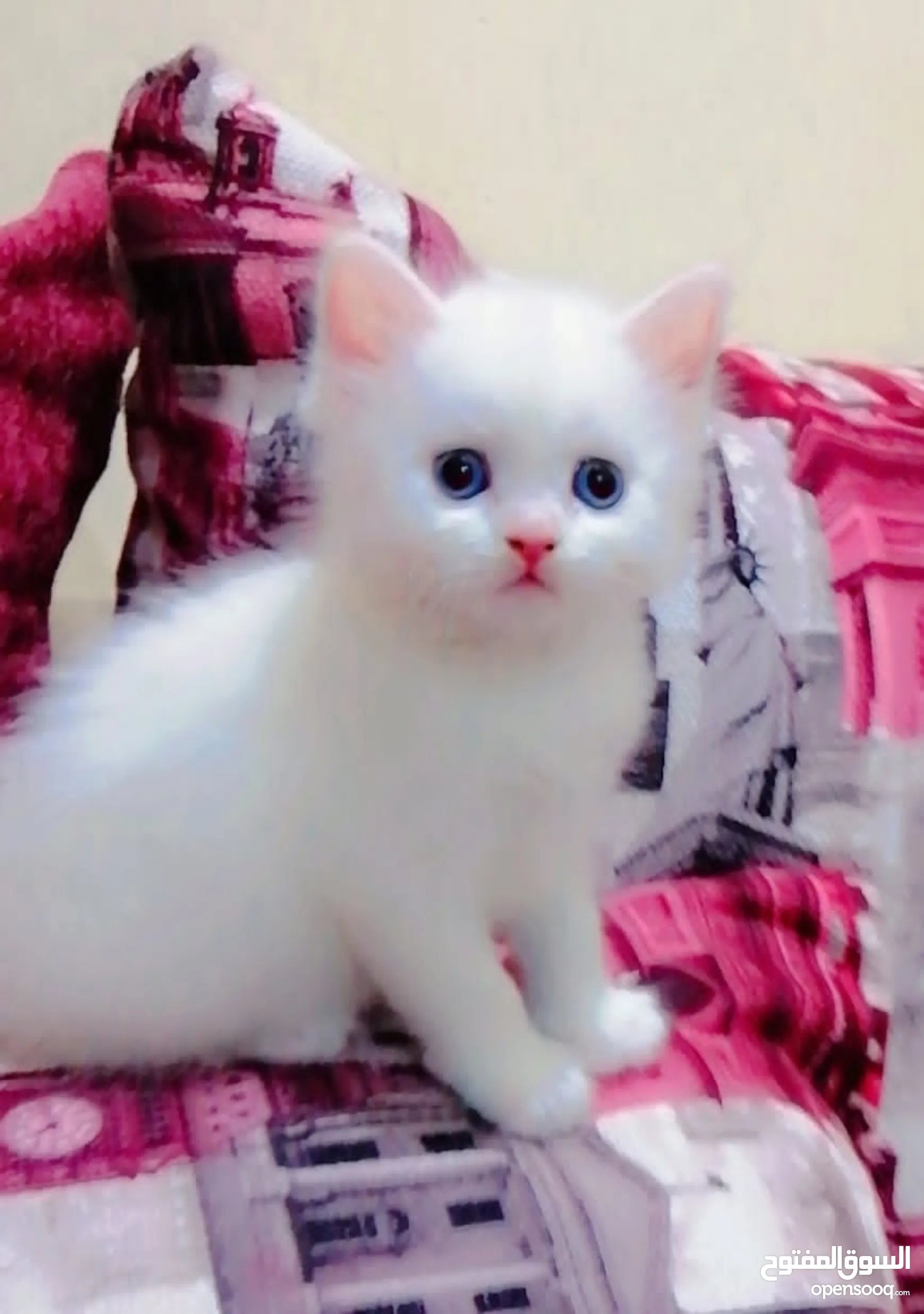 Baby Cat Price Baby Persian Kittens Snow White Cat Price Snow