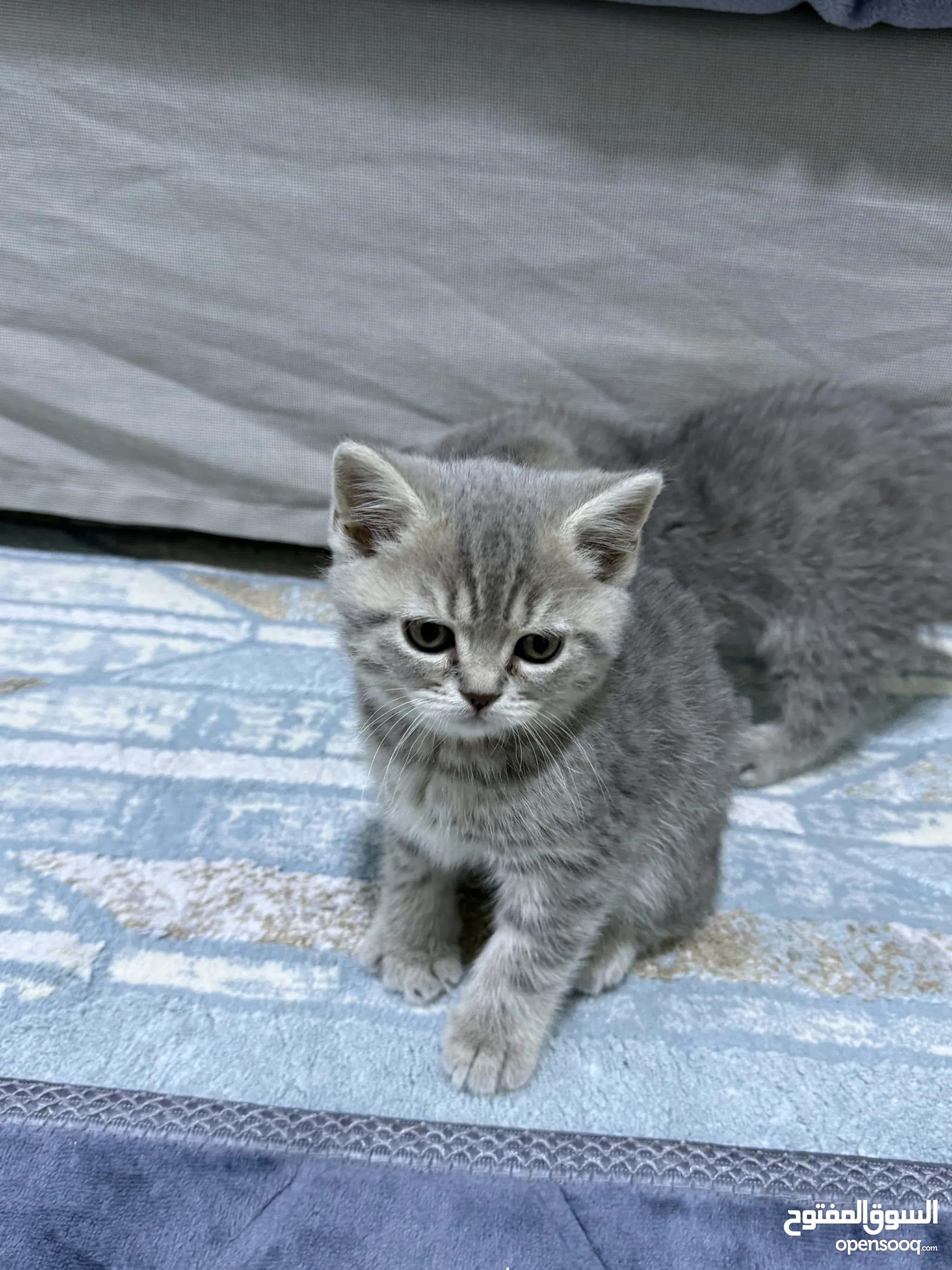 White Domestic Shorthair Kittens For Sale White Domestic Shorthair