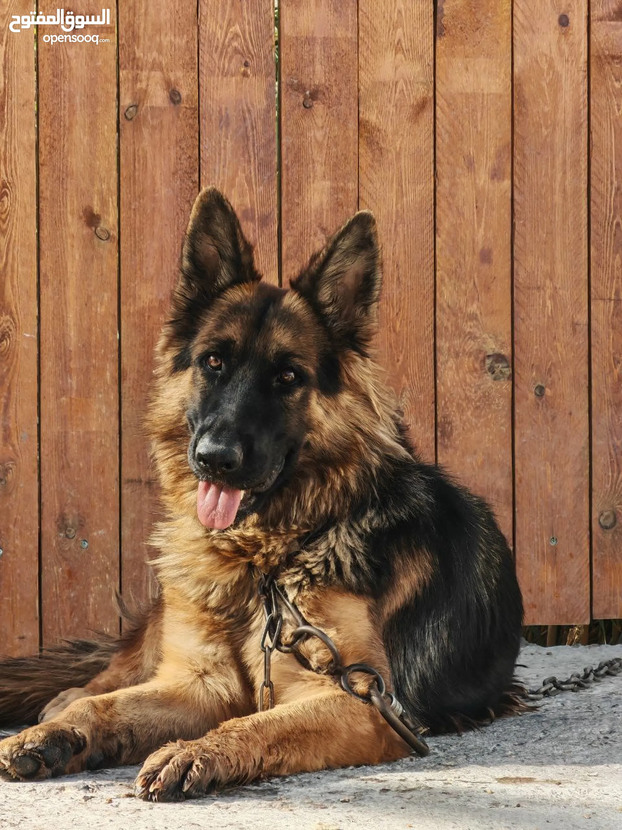 Dogs for Sale Puppies for Adoption in Iraq Buy with Best